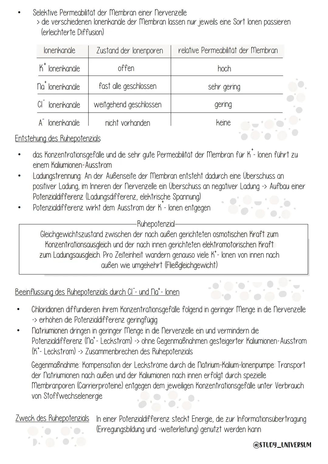 Elektrochemische Vorgänge
Jelle
Zellkörper (Soma)
-> Aufnahme der
Erregung und
Weiterleitung
zum Soma
Axon (neurit)
→> Verarbeitung
der Erre