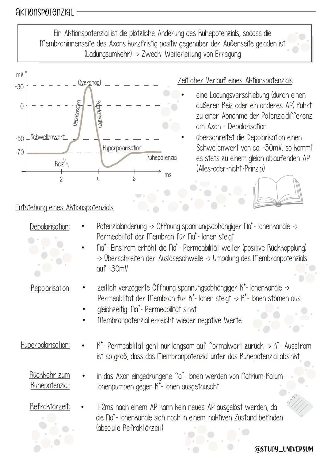 Elektrochemische Vorgänge
Jelle
Zellkörper (Soma)
-> Aufnahme der
Erregung und
Weiterleitung
zum Soma
Axon (neurit)
→> Verarbeitung
der Erre