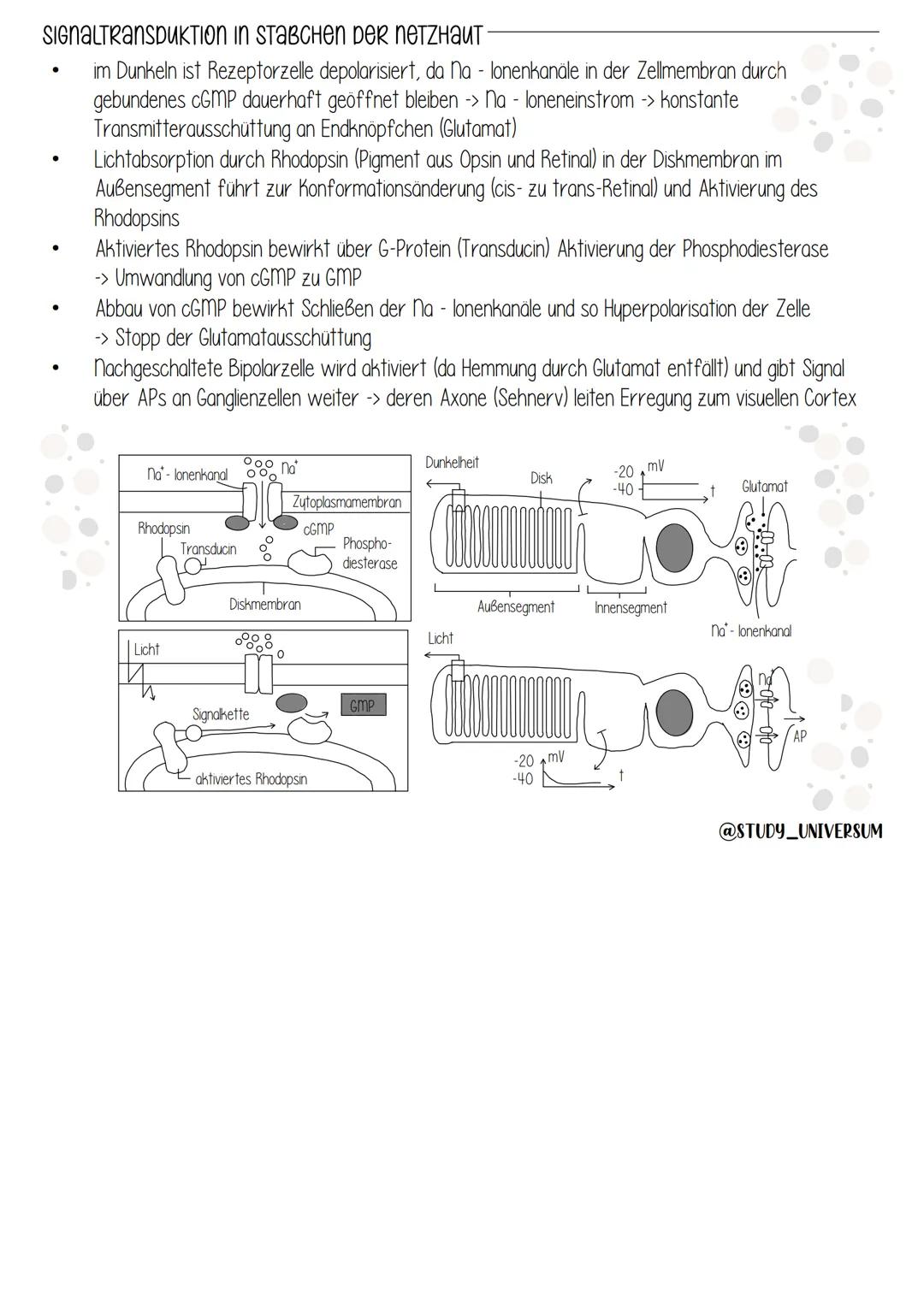 Fotorezeption & Signaltransduktion
im Auge
Bau unD FUNKTION Des auges
Ciliarkörper-
Regenbogenhaut-
Hornhaut
Sehloch
●
Zonulafasern
Bindehau