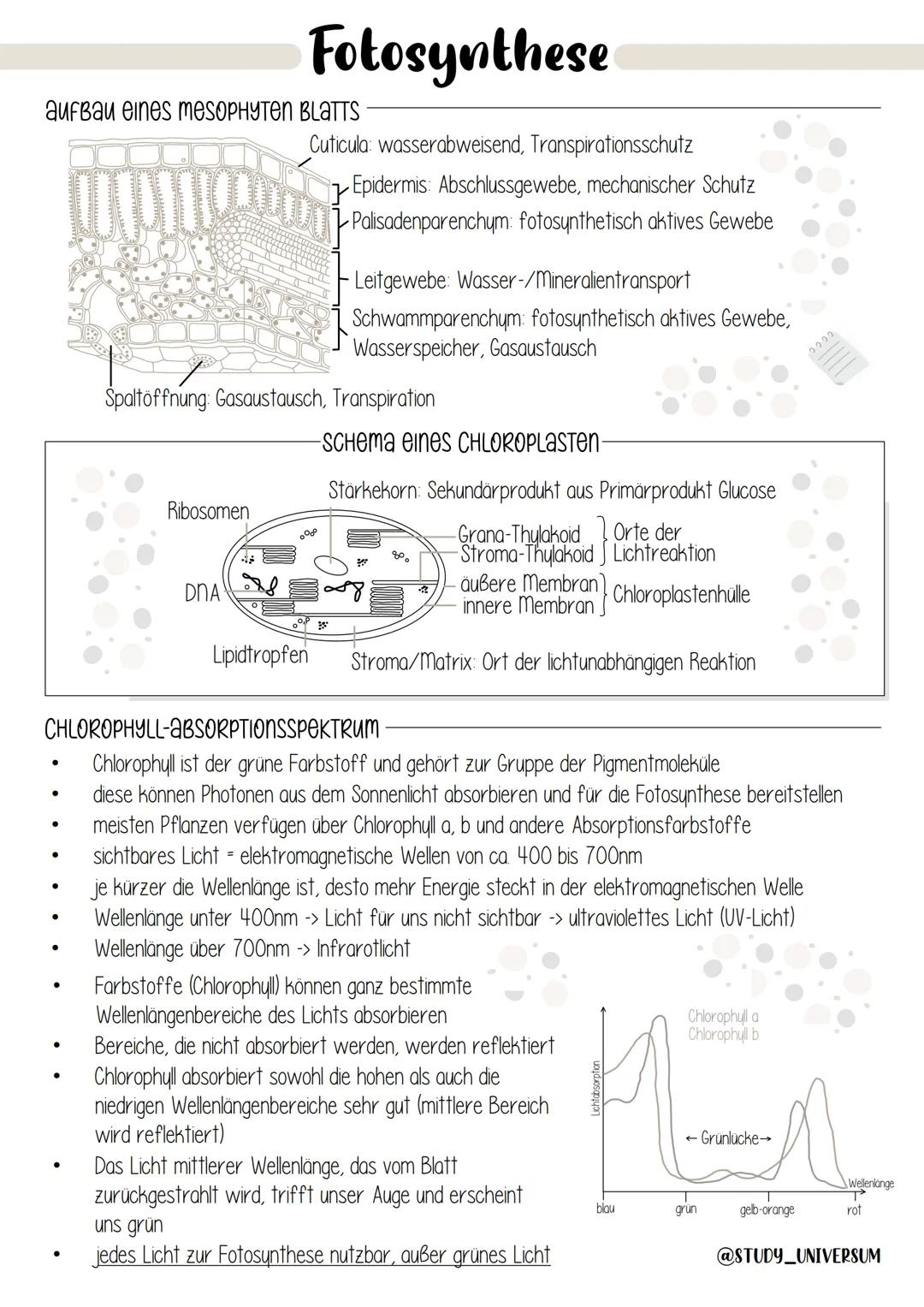 aufbau eines meSOPHYTEN BLATTS
●
Ribosomen
Fotosynthese
B
DNA
Cuticula: wasserabweisend, Transpirationsschutz
Spaltöffnung: Gasaustausch, Tr