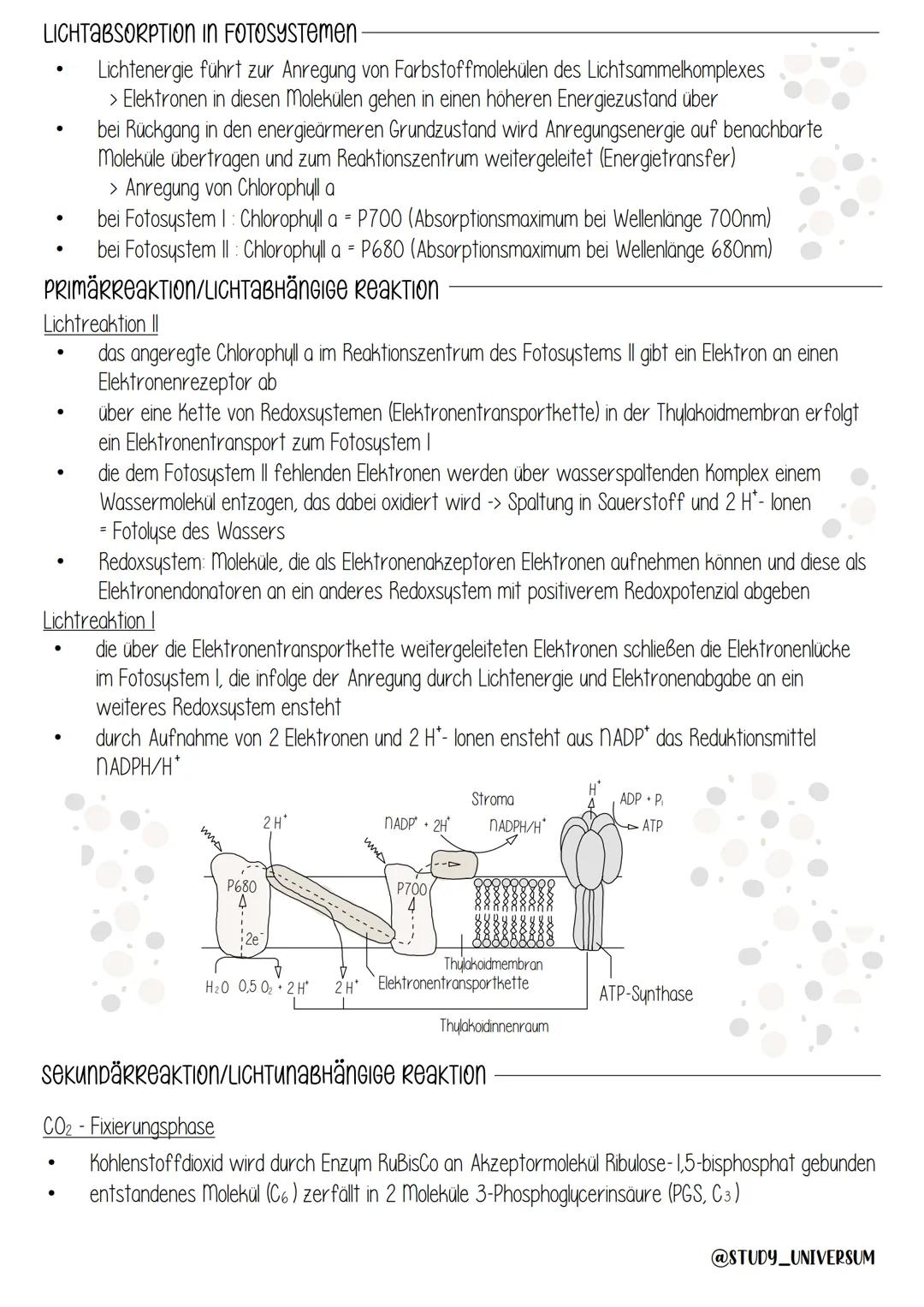 aufbau eines meSOPHYTEN BLATTS
●
Ribosomen
Fotosynthese
B
DNA
Cuticula: wasserabweisend, Transpirationsschutz
Spaltöffnung: Gasaustausch, Tr