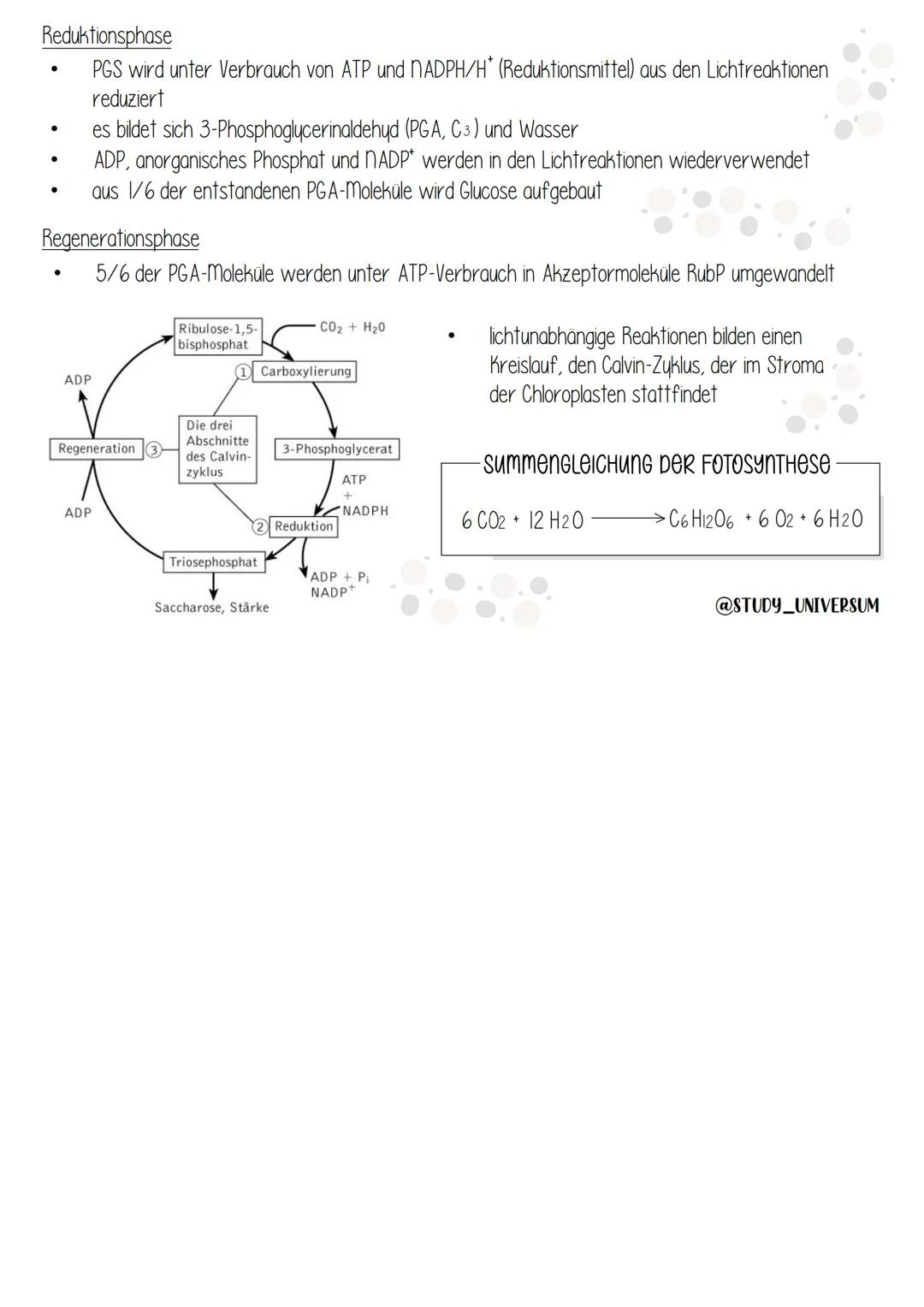 aufbau eines meSOPHYTEN BLATTS
●
Ribosomen
Fotosynthese
B
DNA
Cuticula: wasserabweisend, Transpirationsschutz
Spaltöffnung: Gasaustausch, Tr