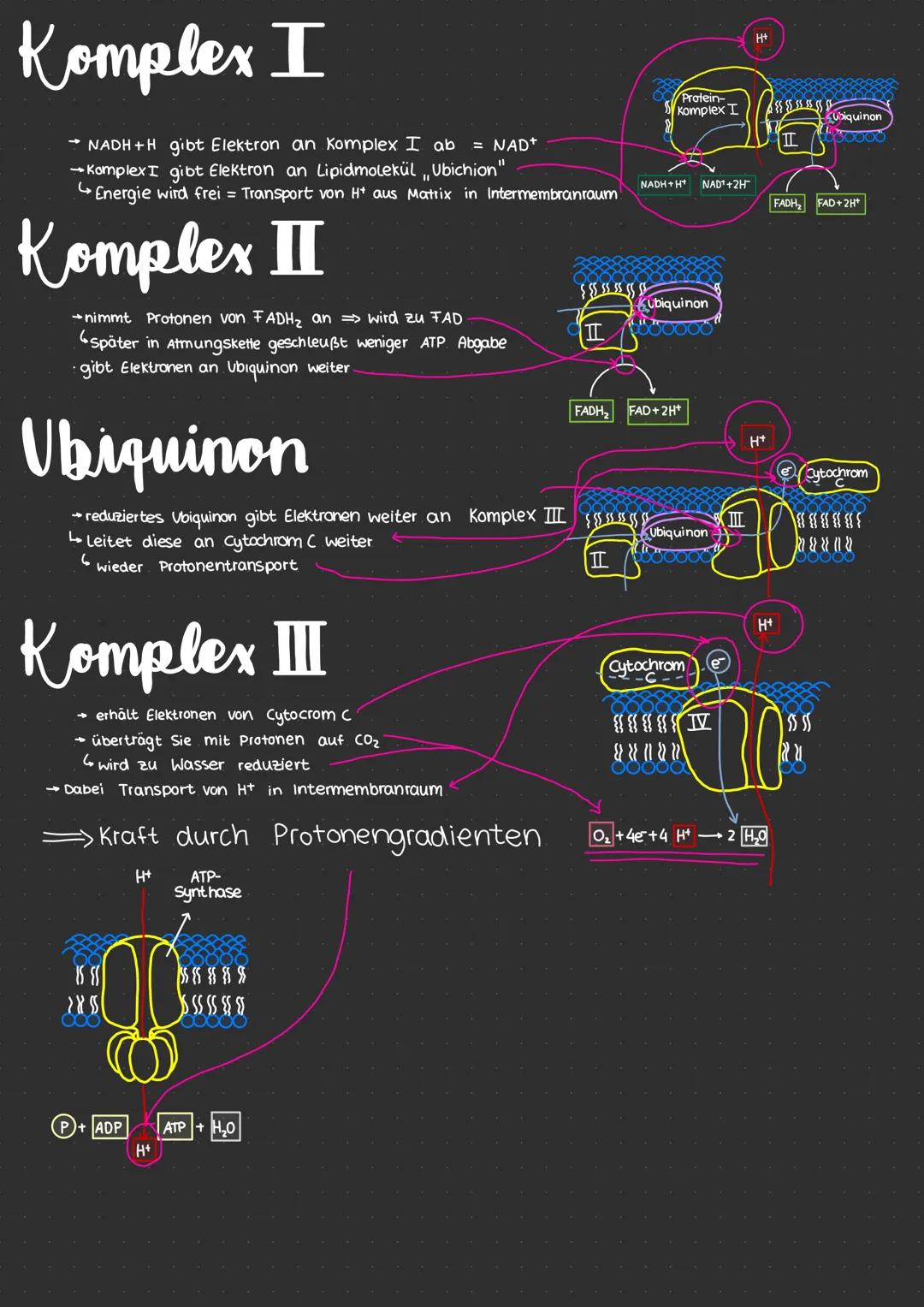 # Neurobiologie
* erregende und nemmende Synapsen
* Synapsengifte
* Sinnesreize
* Auge
* Struktur
* Funktion
* F