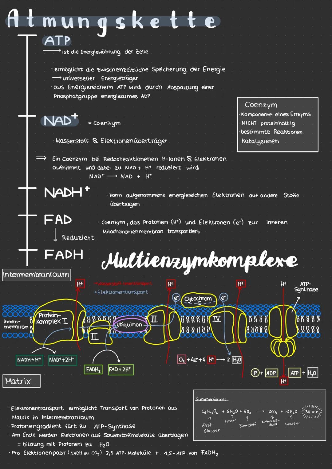 # Neurobiologie
* erregende und nemmende Synapsen
* Synapsengifte
* Sinnesreize
* Auge
* Struktur
* Funktion
* F