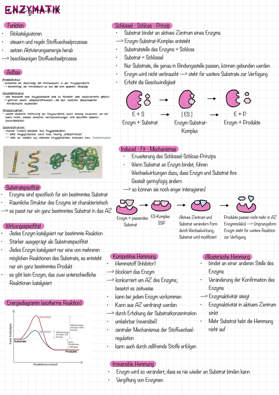 # ENZYMATIK
Funktion
* Biokatalysatoren
* steuern und regeln Stoffwechselprozesse
* setzen Aktivierungsenergie herab
* -> beschleu