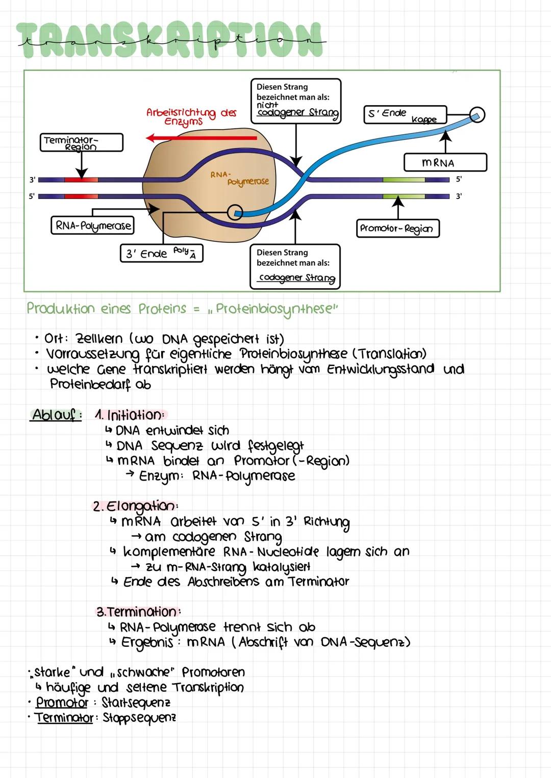 TRANSKRIPTION
im in
3'
Terminator-
Region
.
RNA-Polymerase
Arbeitsrichtung des
Enzyms
3' Ende Poly A
RNA-
Ablauf: 1. Initiation:
Diesen Stra