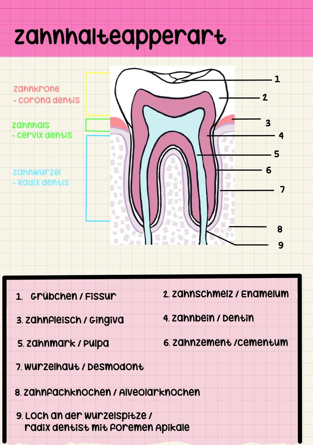ZFA
zahnaufbau zahnhalteapperart
zahnkrone
- corona dentis
zahnhals
- cervix dentis
zahnwurzel
- Radix dentis
1. Grübchen / Fissur
3. Zahnfl