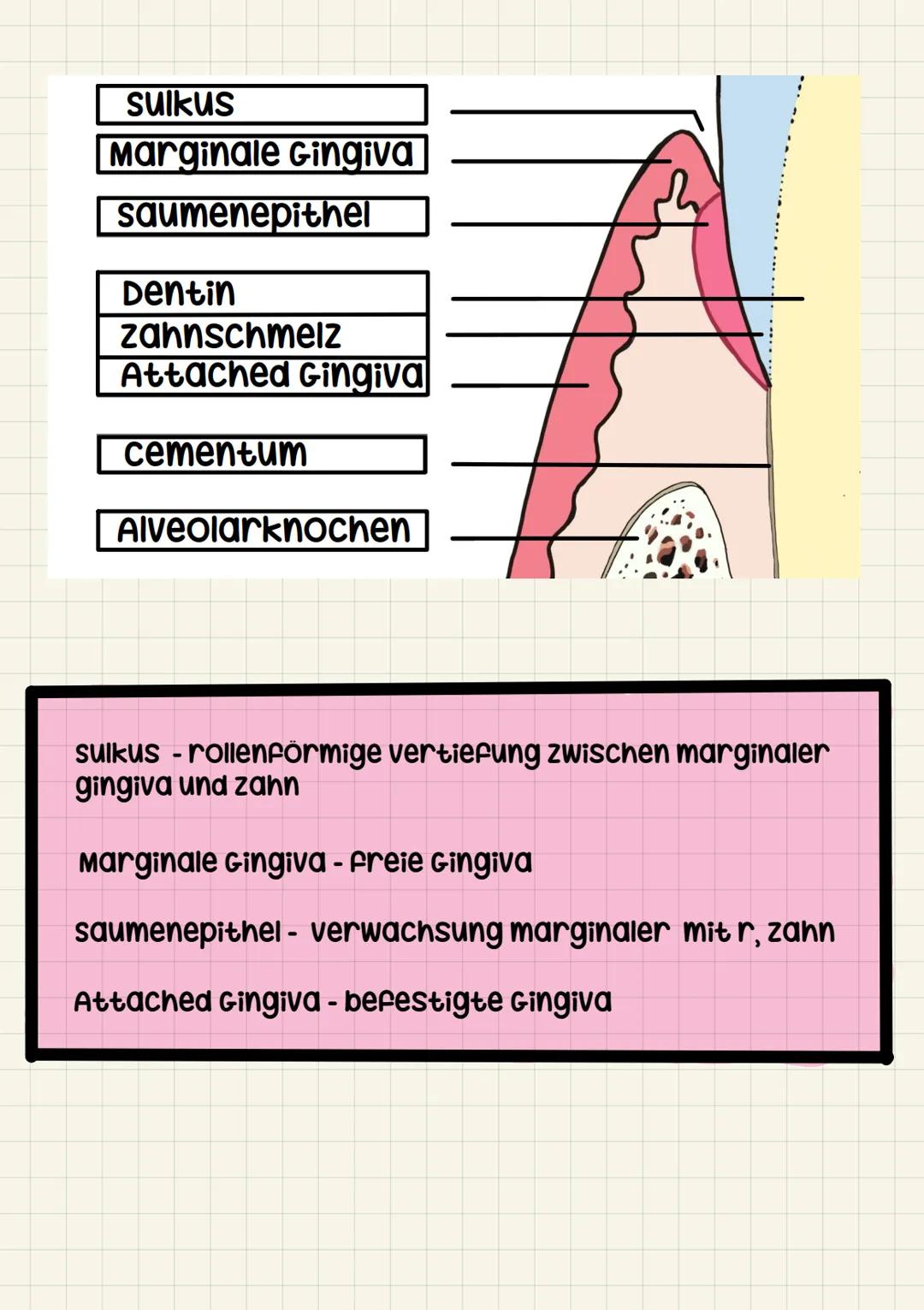 ZFA
zahnaufbau zahnhalteapperart
zahnkrone
- corona dentis
zahnhals
- cervix dentis
zahnwurzel
- Radix dentis
1. Grübchen / Fissur
3. Zahnfl