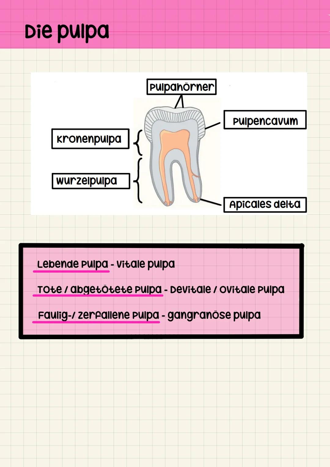 ZFA
zahnaufbau zahnhalteapperart
zahnkrone
- corona dentis
zahnhals
- cervix dentis
zahnwurzel
- Radix dentis
1. Grübchen / Fissur
3. Zahnfl