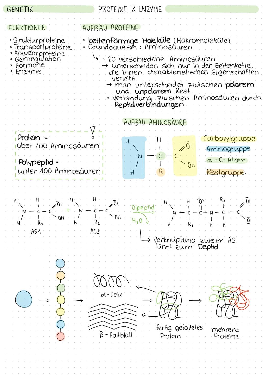GENETIK
FUNKTIONEN
* Struktur proteine
* Transportproteine
* Abwehr proteine
* Genregulation
* Hormone
* Enzyme
PROTEINE & ENZYME
AUFBAU