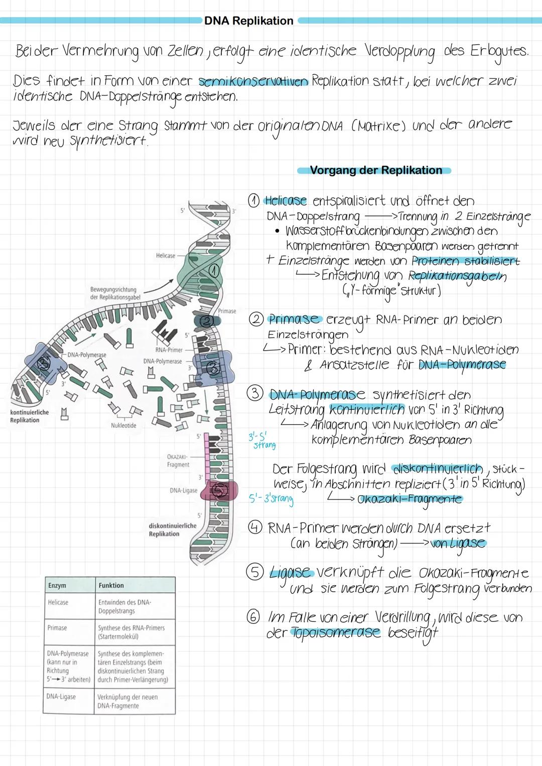 # DNA Replikation
Bei der Vermehrung von Zellen, erfolgt eine identische Verdopplung des Erbgutes.
Dies findet in Form von einer semikonse
