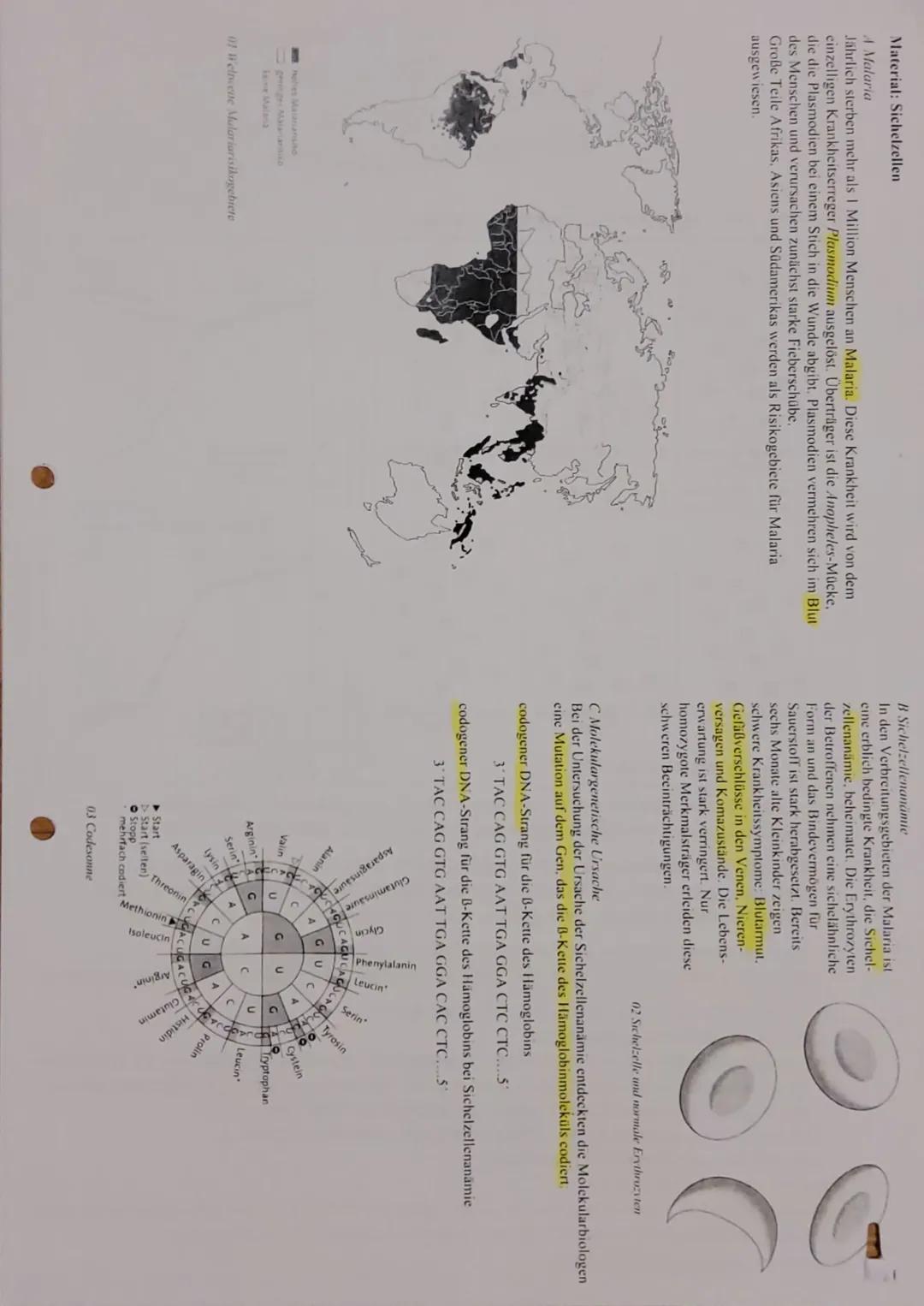 # 1. Klausur Gk-5 QI Biologie
# Bewertungsübersicht und Erwartungshorizor
1.1
*   Nennen Sie die Basensequenzen der mRNAs und die Aminosä