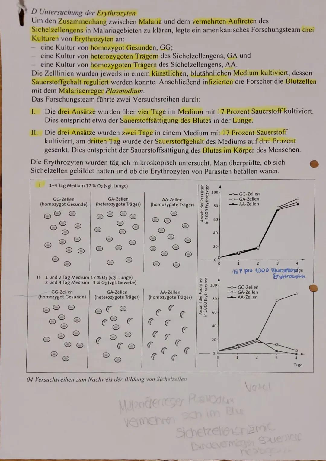 # 1. Klausur Gk-5 QI Biologie
# Bewertungsübersicht und Erwartungshorizor
1.1
*   Nennen Sie die Basensequenzen der mRNAs und die Aminosä