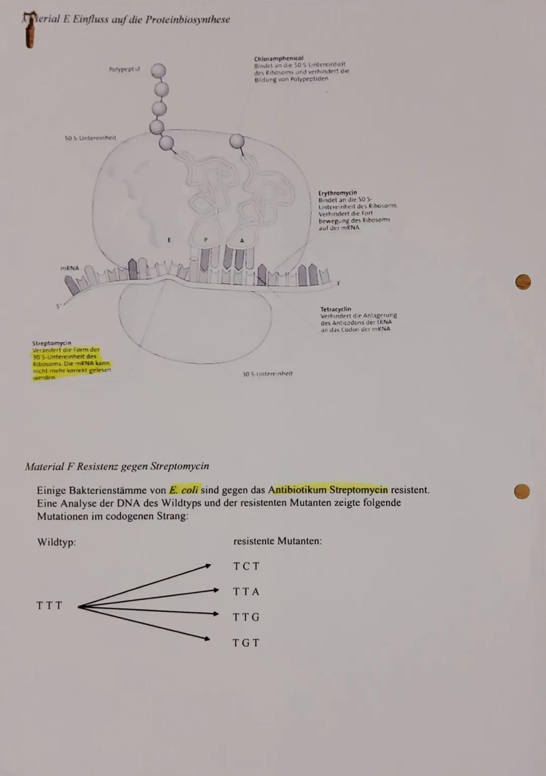 # 1. Klausur Gk-5 QI Biologie
# Bewertungsübersicht und Erwartungshorizor
1.1
*   Nennen Sie die Basensequenzen der mRNAs und die Aminosä