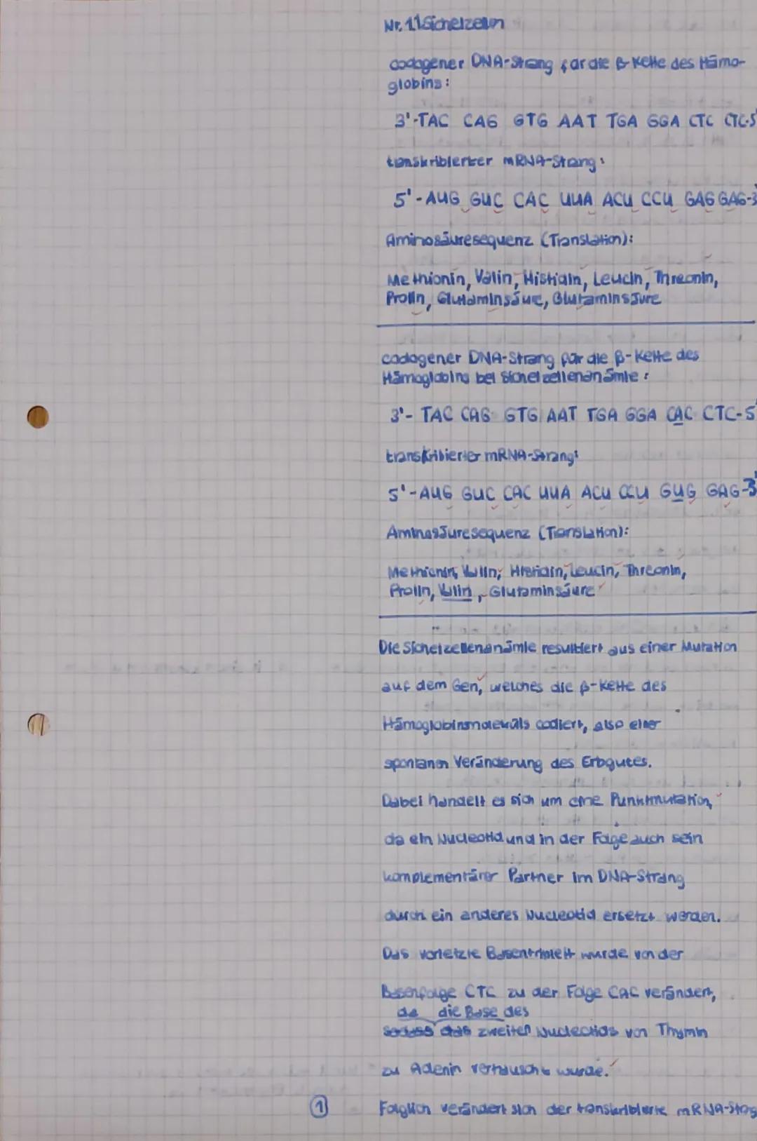 # 1. Klausur Gk-5 QI Biologie
# Bewertungsübersicht und Erwartungshorizor
1.1
*   Nennen Sie die Basensequenzen der mRNAs und die Aminosä