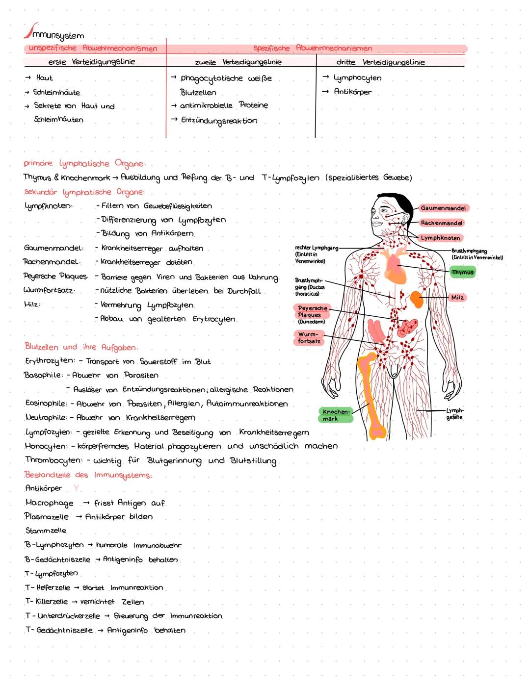 # Immunsystem
unspezifische Abwehrmechanismen
erste Verteidigungslinie
- → Haut
- → Schleimhäute.
- → Sekrete von Haut und
Schleimhäuten