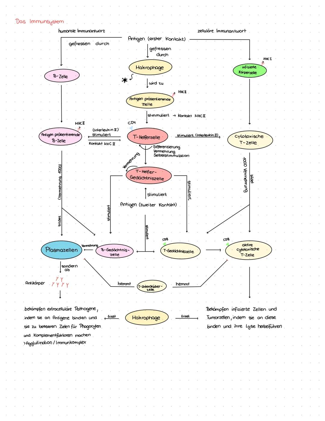 # Immunsystem
unspezifische Abwehrmechanismen
erste Verteidigungslinie
- → Haut
- → Schleimhäute.
- → Sekrete von Haut und
Schleimhäuten