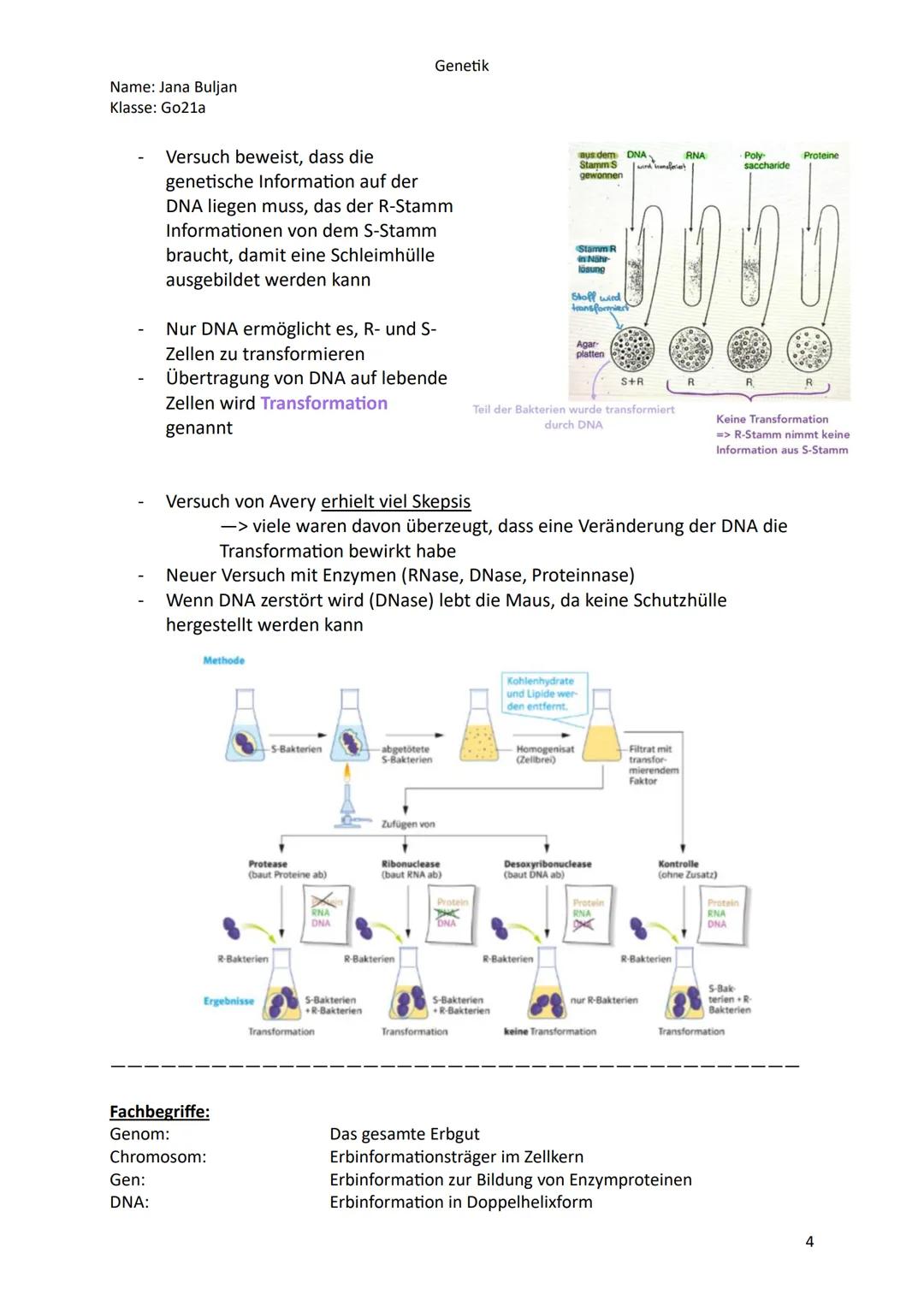 Name: Jana Buljan
Klasse: Go21a
Genetik
Inhalte/Themen für die mündliche Prüfung im Fach Biologie
Kurshalbiahr 12.1 Genetik
o Historische Ve