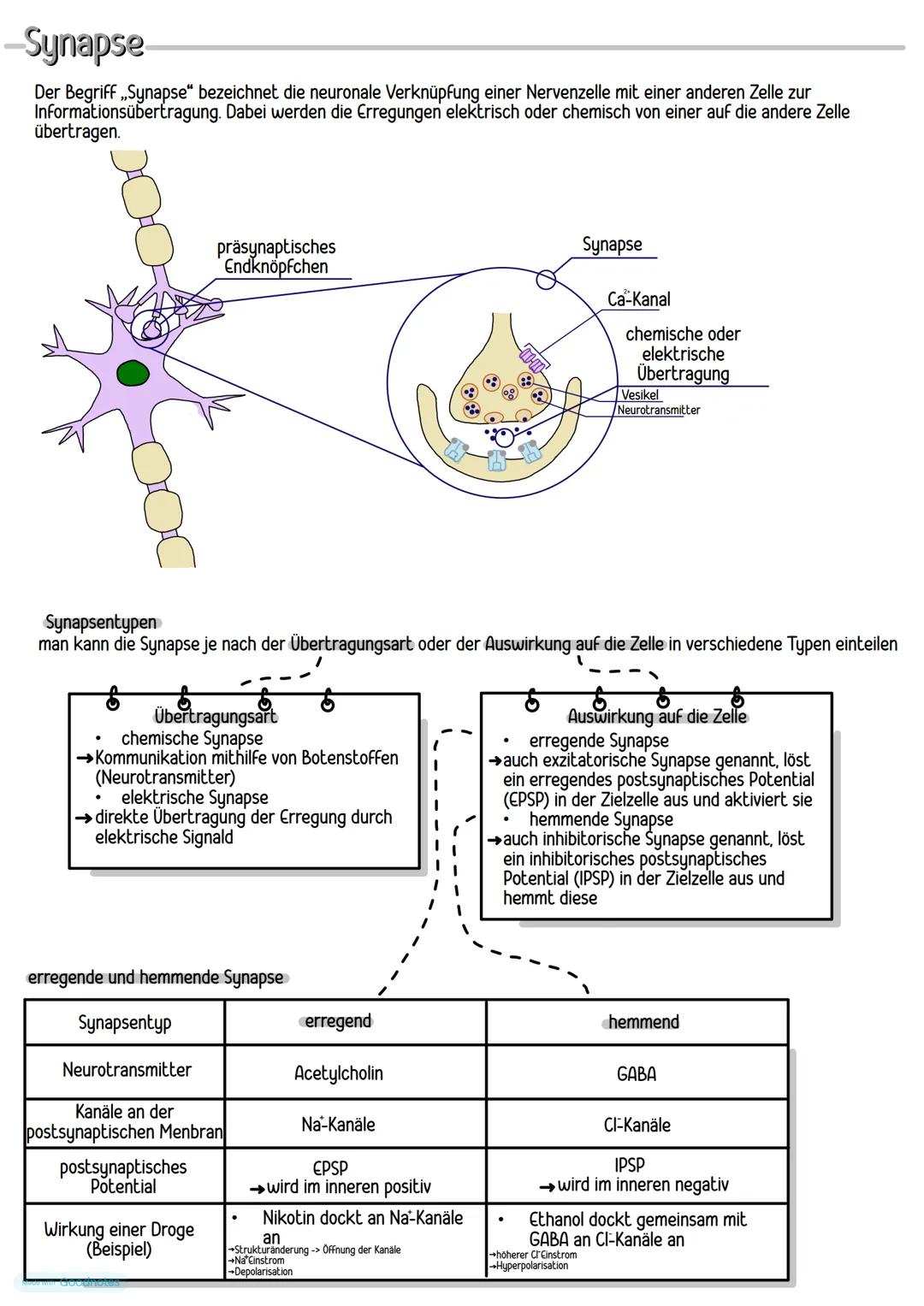 -Synapse-
Der Begriff,,Synapse" bezeichnet die neuronale Verknüpfung einer Nervenzelle mit einer anderen Zelle zur
Informationsübertragung.