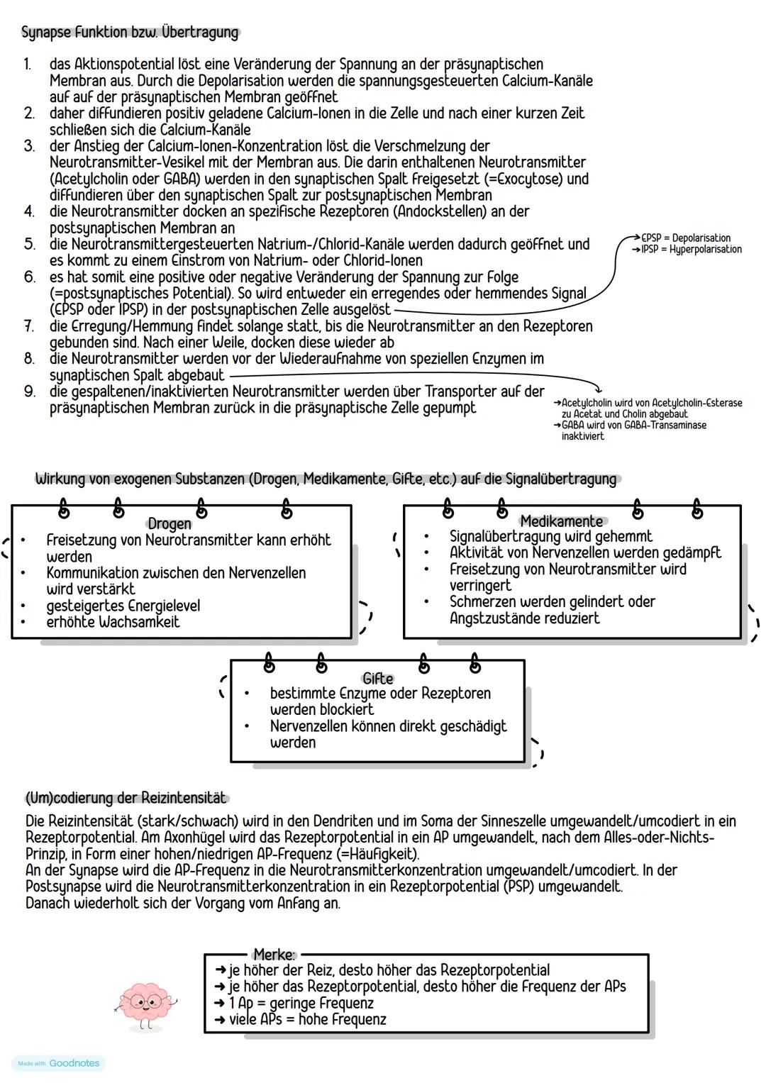 -Synapse-
Der Begriff,,Synapse" bezeichnet die neuronale Verknüpfung einer Nervenzelle mit einer anderen Zelle zur
Informationsübertragung.
