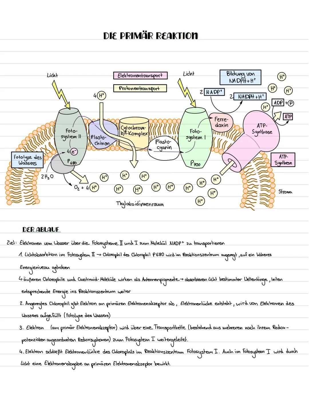 # DIE PRIMÄR REAKTION
Licht
Elektronentransport
Protonentransport
Licht
Bildung von
NADPH+H+
H+
(H+)
(H'
2 NADP
4(H+
2 NADPH +H