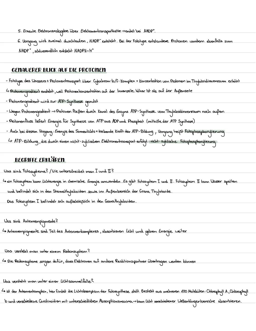 # DIE PRIMÄR REAKTION
Licht
Elektronentransport
Protonentransport
Licht
Bildung von
NADPH+H+
H+
(H+)
(H'
2 NADP
4(H+
2 NADPH +H