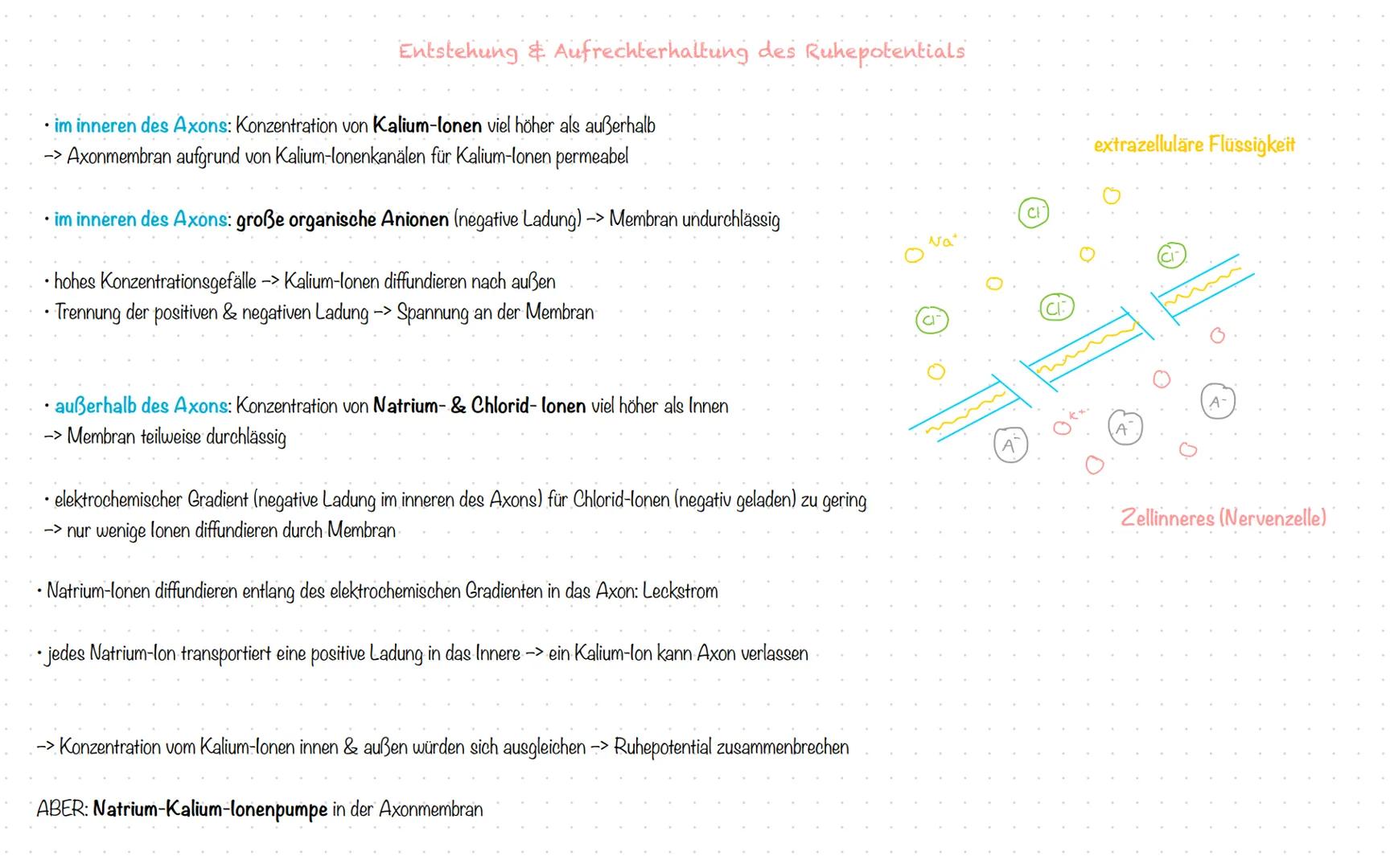 Ruhepotential Entstehung & Aufrechterhaltung des Ruhepotentials
• im inneren des Axons: Konzentration von Kalium-lonen viel höher als außer