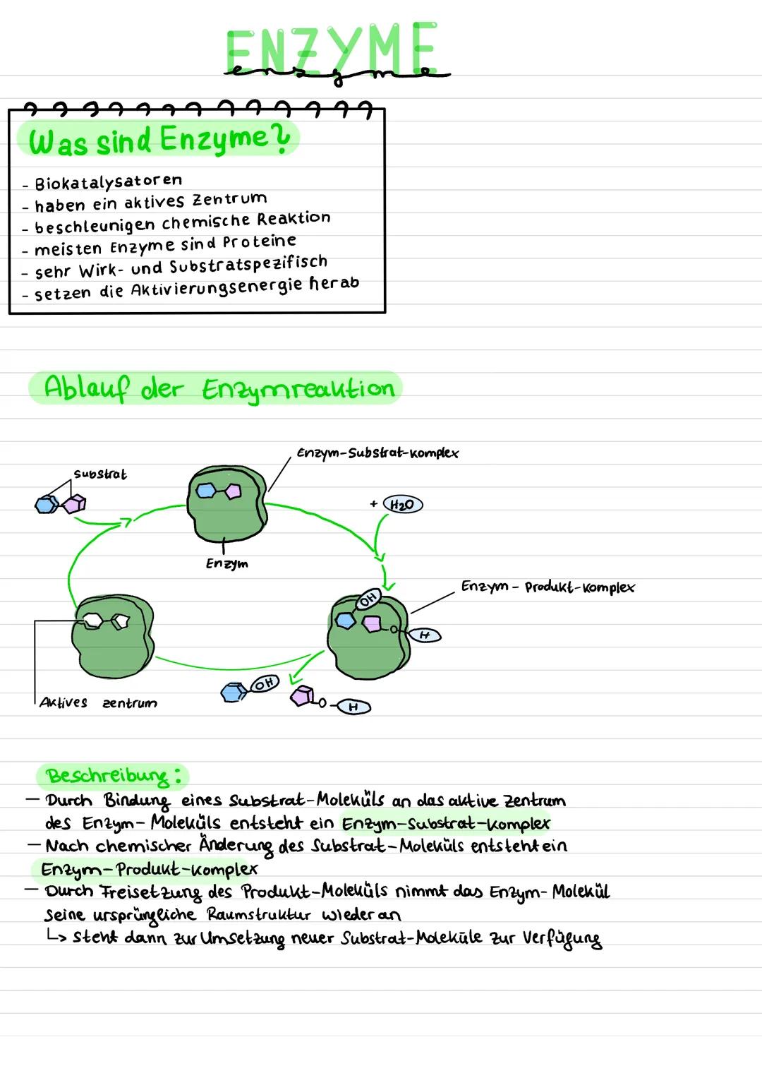 ENZYME
Was sind Enzyme?
- Biokatalysatoren
- haben ein aktives Zentrum
- beschleunigen chemische Reaktion
- meisten Enzyme sind Proteine
- s