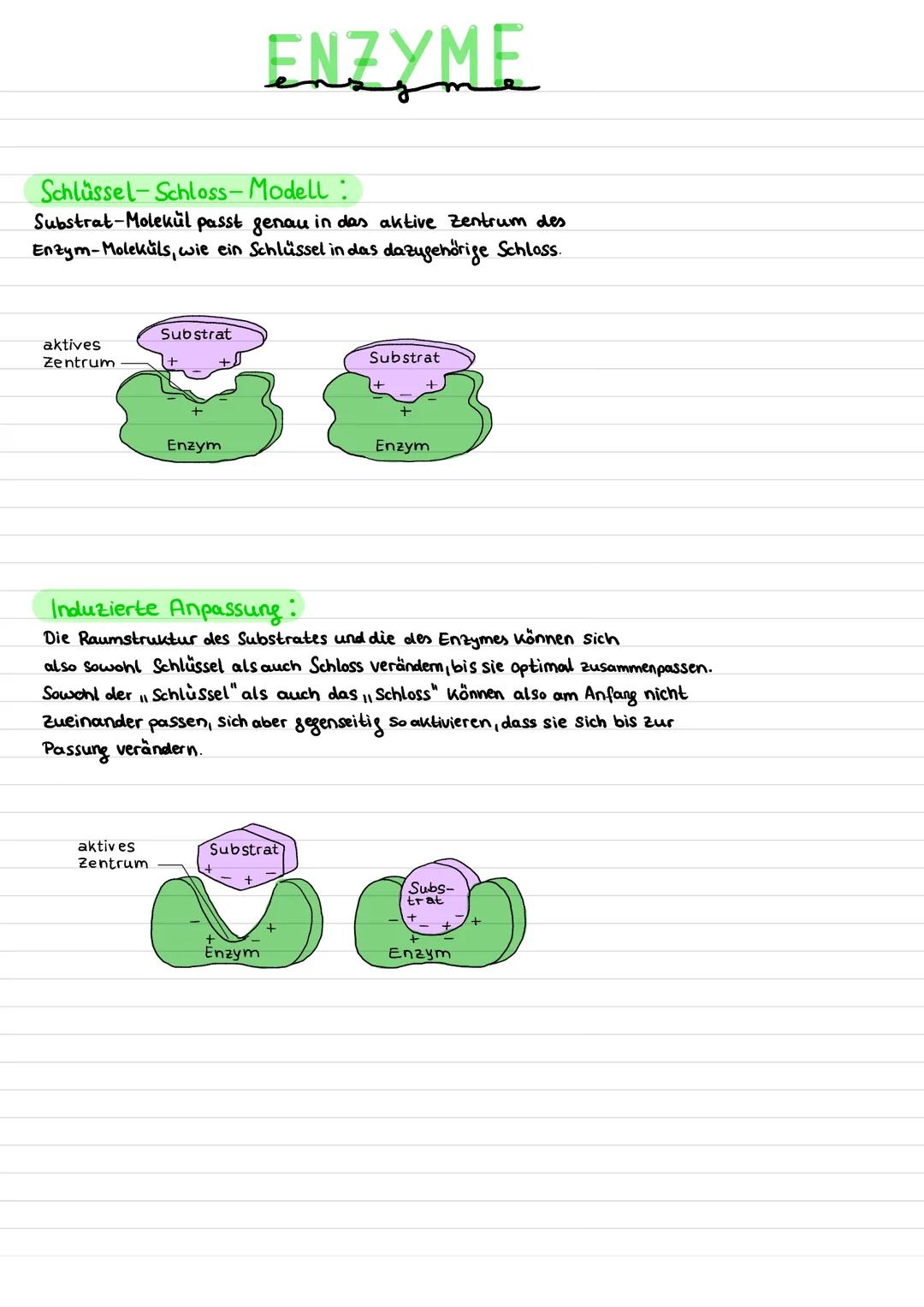 ENZYME
Was sind Enzyme?
- Biokatalysatoren
- haben ein aktives Zentrum
- beschleunigen chemische Reaktion
- meisten Enzyme sind Proteine
- s