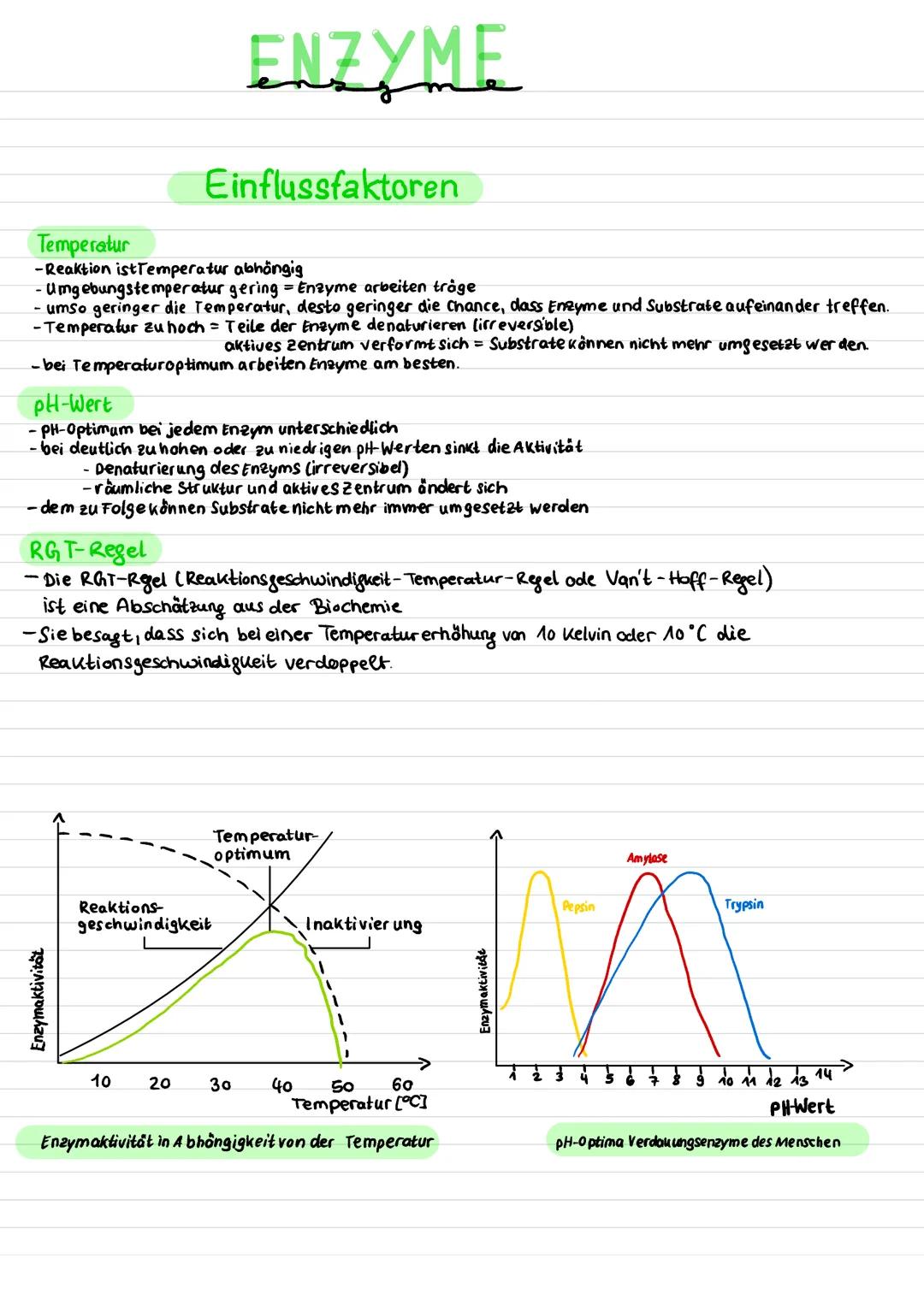 ENZYME
Was sind Enzyme?
- Biokatalysatoren
- haben ein aktives Zentrum
- beschleunigen chemische Reaktion
- meisten Enzyme sind Proteine
- s