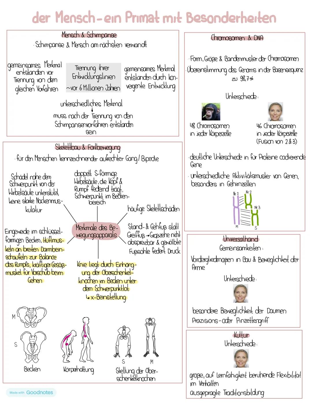 # Stammbäume
Zeichnung
Kropf Milchdrüsen
chuppen aus
B-Kreatin
Taube Feder Krokodil
Kropf
Eidechse
Schimpanse
Mous
Schwesterntaxa
Fell