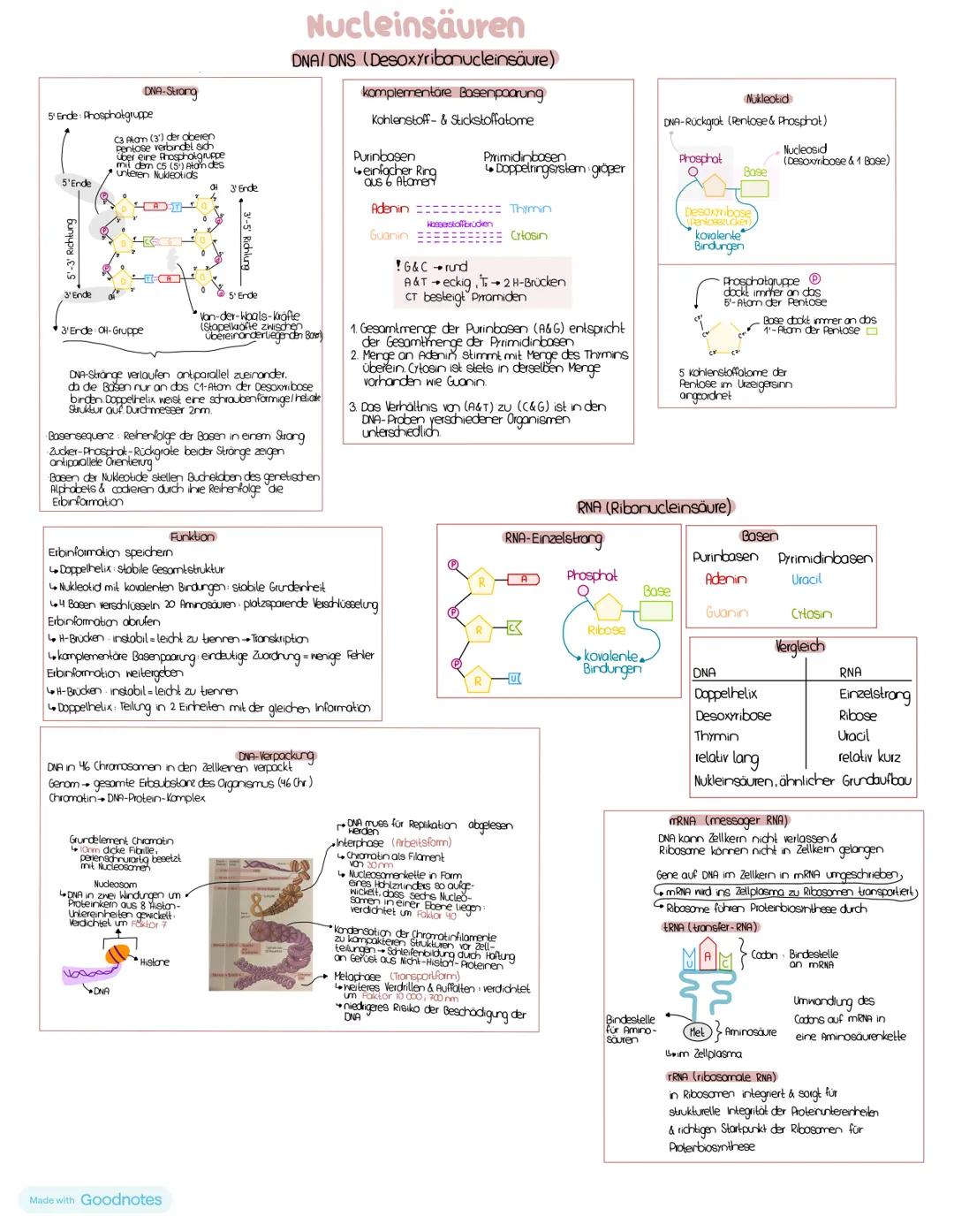 # Nucleinsäuren
## DNA/DNS (Desoxyribonucleinsäure)
DNA-Strong
5' Ende Phosphatgruppe
C3 Akam (3') der oberen
pentose verbindet sich
Uber