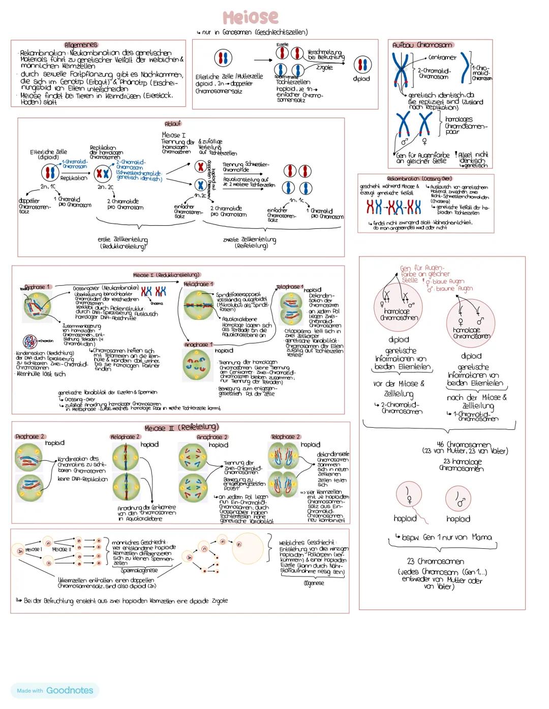 # Nucleinsäuren
## DNA/DNS (Desoxyribonucleinsäure)
DNA-Strong
5' Ende Phosphatgruppe
C3 Akam (3') der oberen
pentose verbindet sich
Uber