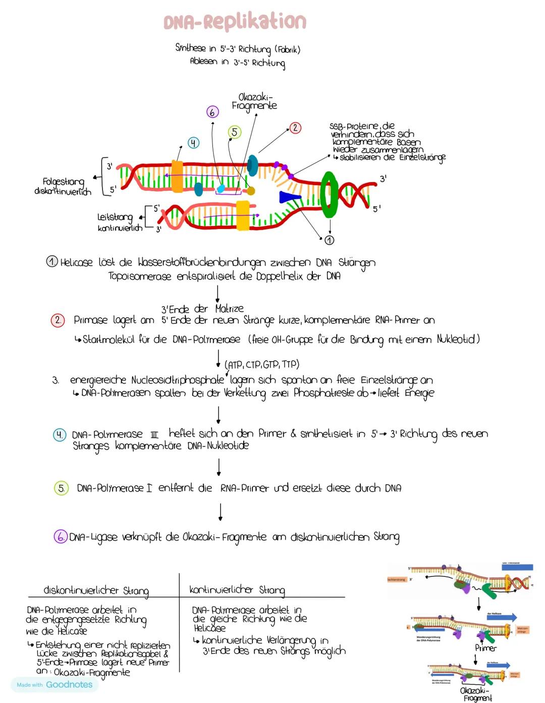 # Nucleinsäuren
## DNA/DNS (Desoxyribonucleinsäure)
DNA-Strong
5' Ende Phosphatgruppe
C3 Akam (3') der oberen
pentose verbindet sich
Uber