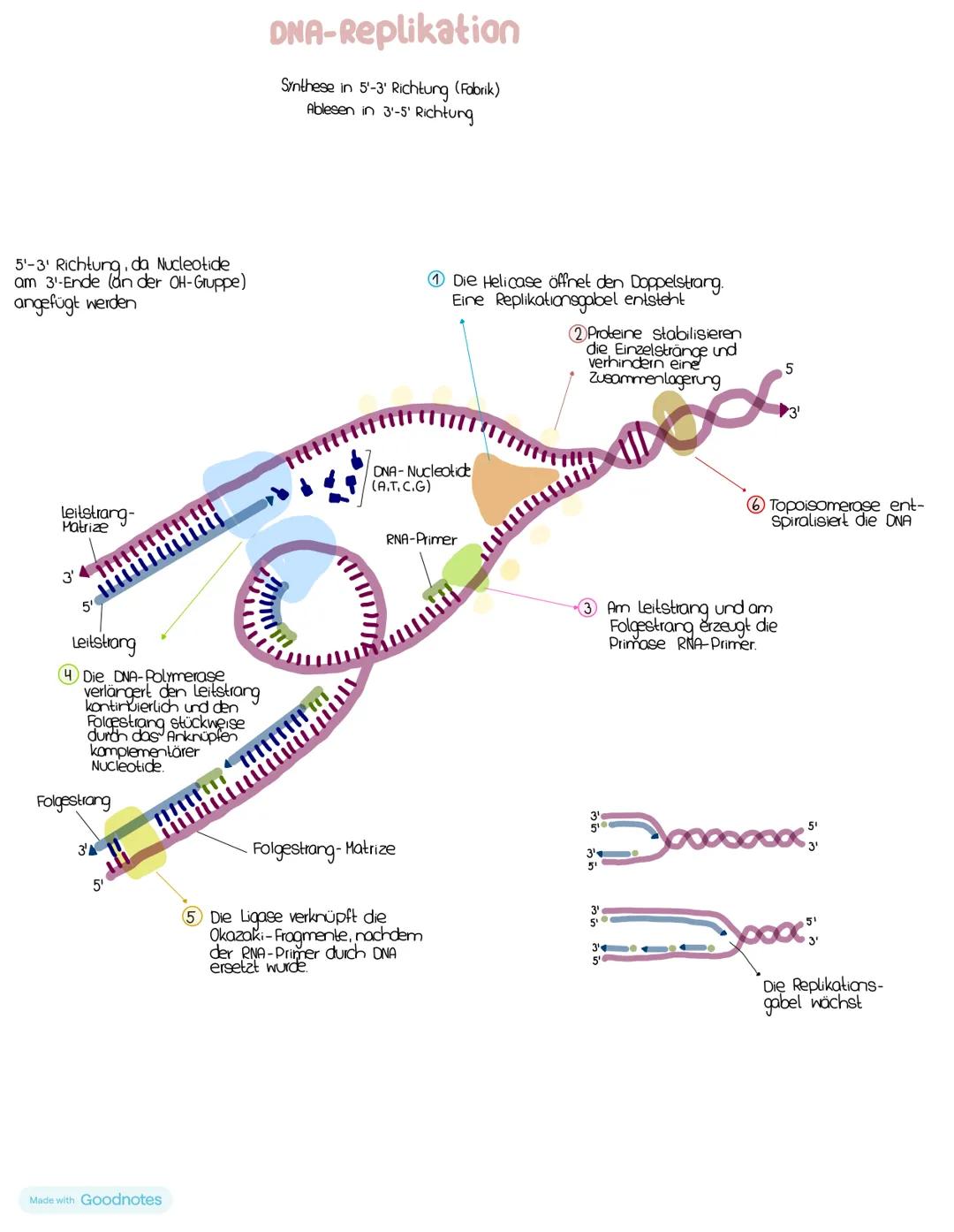 # Nucleinsäuren
## DNA/DNS (Desoxyribonucleinsäure)
DNA-Strong
5' Ende Phosphatgruppe
C3 Akam (3') der oberen
pentose verbindet sich
Uber