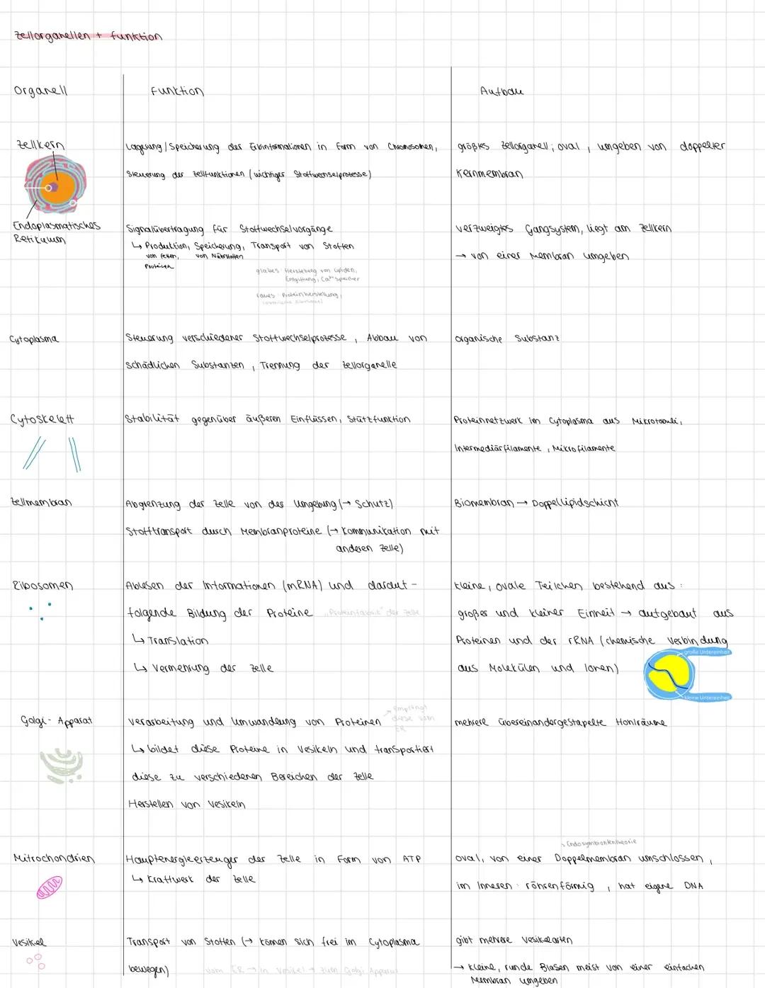 Bio Zellorganellen und Funktion