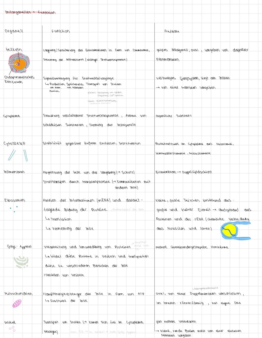 Zellorganellen + funktion.
Organell
Funktion
Zellkern
Lagerung / Speicherung der Erbinformationen in Form von Chromosomen,
Steuerung der Zel
