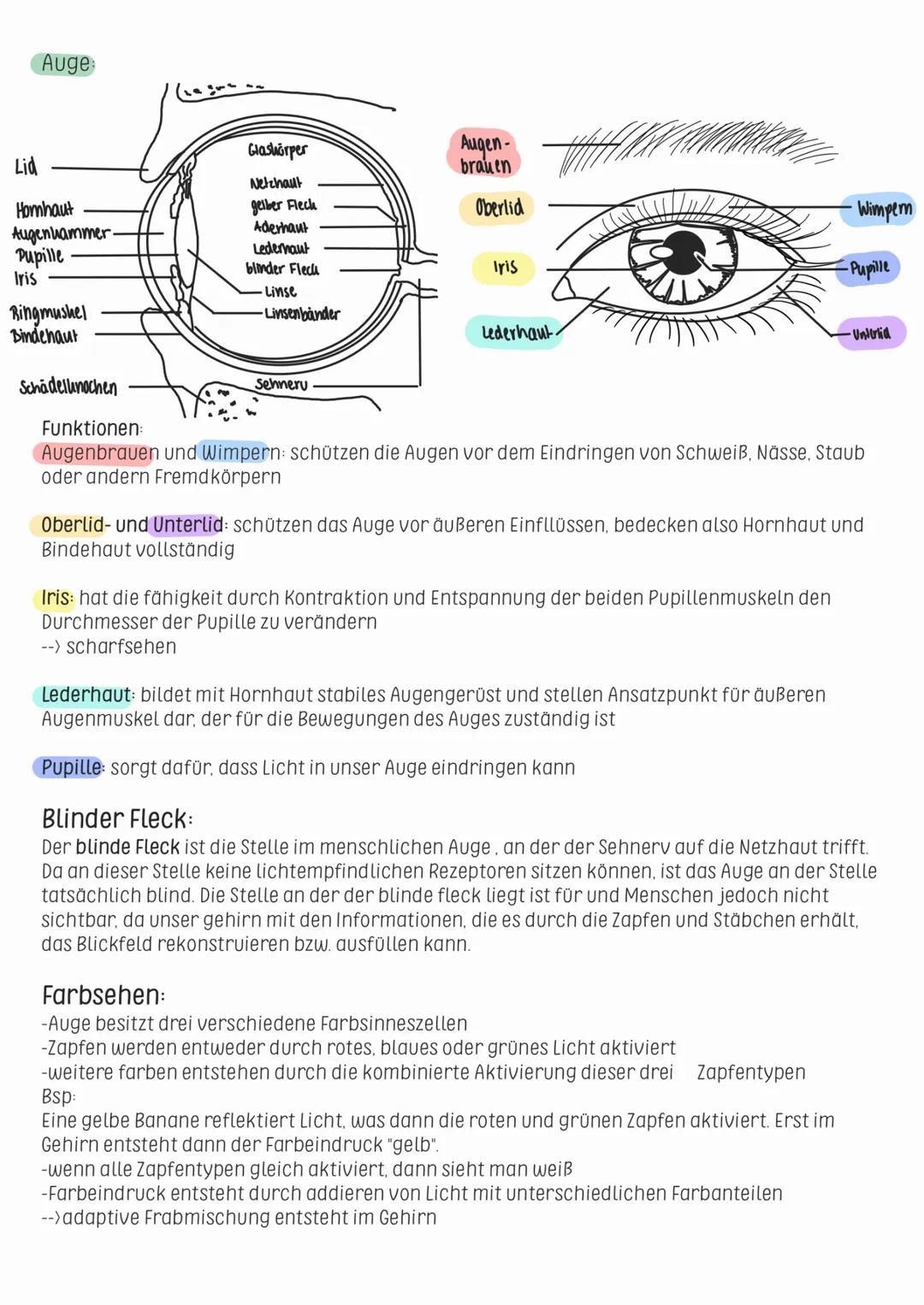 Biologie
Sinne & Sinnesorgane
Chemische Reize:
-Geruchsstoffe und Geshmacksstoffe werden
als chemische Reize bezeichnet
Physikalische Reize: