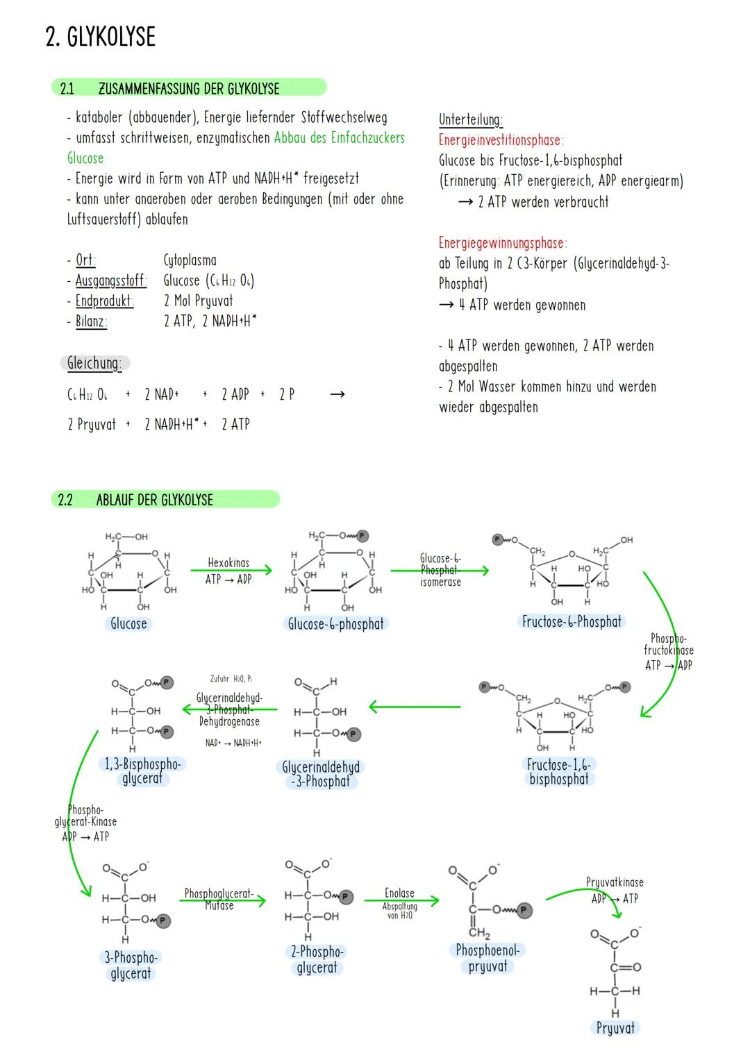 1. ZELLATMUNG
1.1
DEFINITION UND BESCHREIBUNG DER ZELLATMUNG
findet in Mitochondrien statt
• Energie wird freigesetzt
Energie wird in Form v