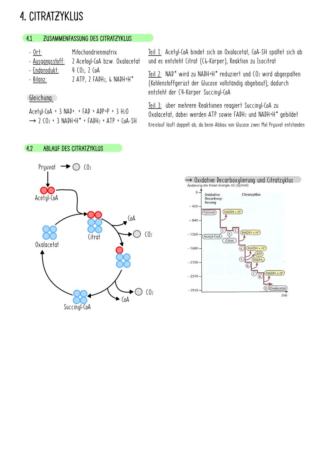 1. ZELLATMUNG
1.1
DEFINITION UND BESCHREIBUNG DER ZELLATMUNG
findet in Mitochondrien statt
• Energie wird freigesetzt
Energie wird in Form v