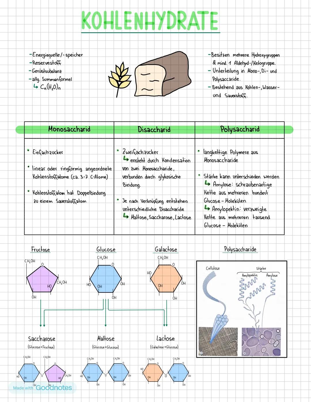 # KOHLENHYDRATE
-Energiequelle/-speicher
-Reservestoff
-Gerüstsubstanz
-allg. Summenformel
L↳ Cn(H2O)n
-Besitzen mehrere Hydroxygruppe