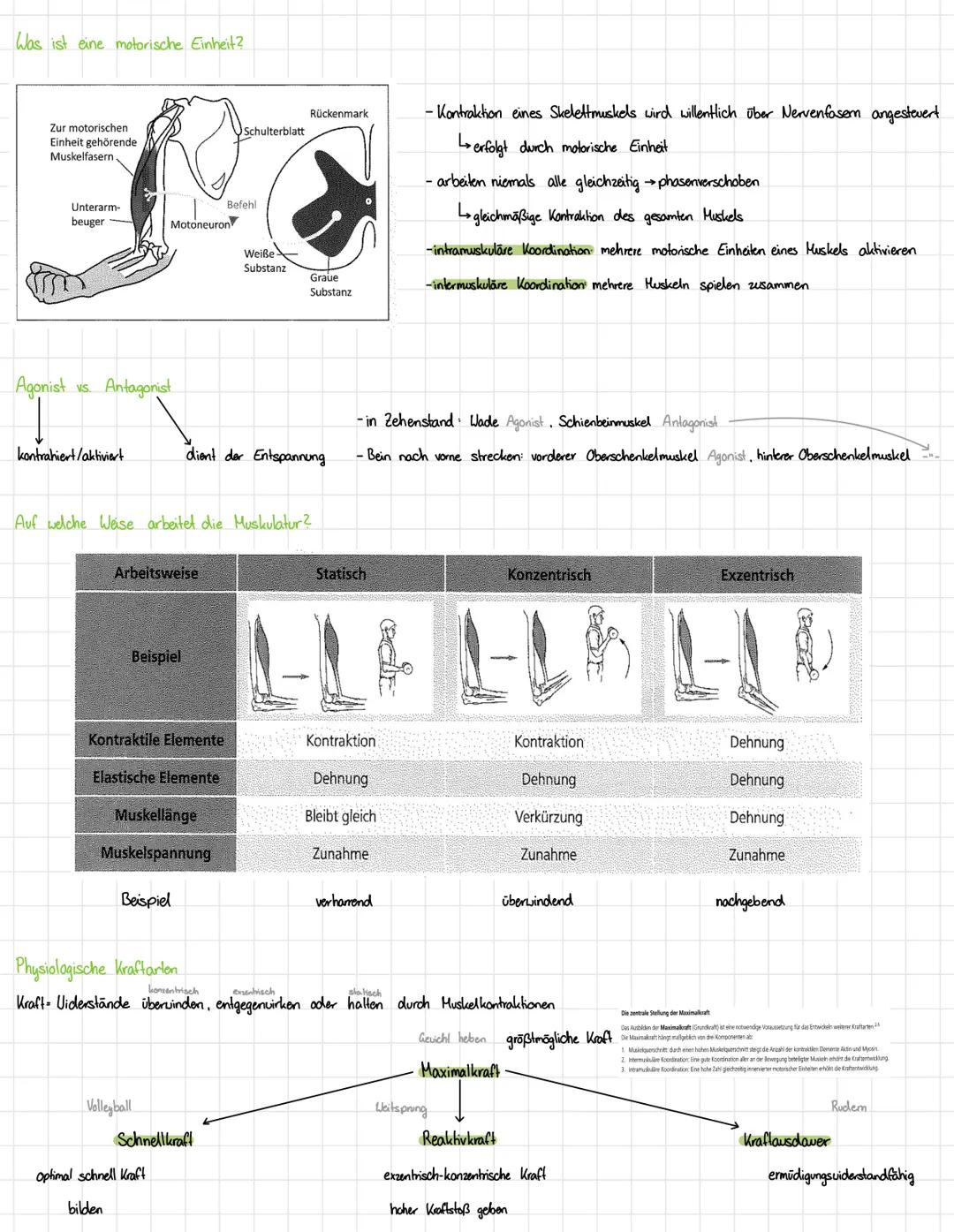 Wie ist ein Muskel aufgebaut?
Aktin
Sarkomer
Myosin
Muskel
Kraft
-Muskelfaserbündel besteht aus zahlreichen Muskelzellen
-hunderte Myofibril