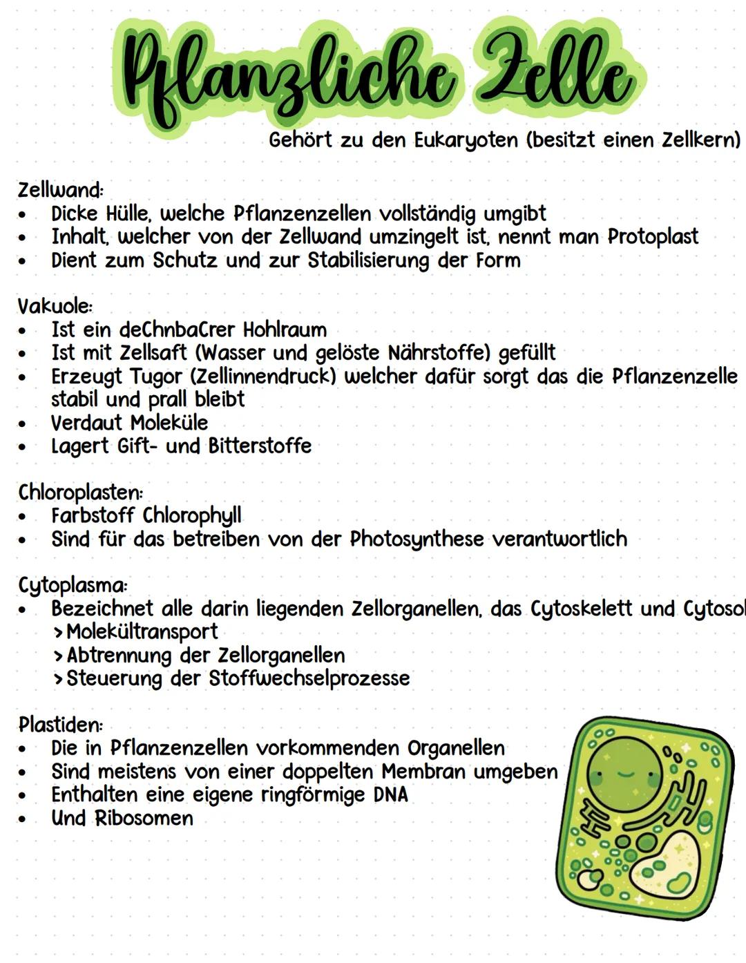 Zellwand:
•
Pflanzliche Fello
Gehört zu den Eukaryoten (besitzt einen Zellkern)
Dicke Hülle, welche Pflanzenzellen vollständig umgibt
Inhalt