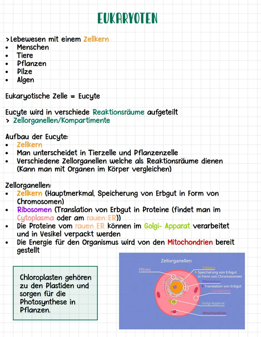 Zellwand:
•
Pflanzliche Fello
Gehört zu den Eukaryoten (besitzt einen Zellkern)
Dicke Hülle, welche Pflanzenzellen vollständig umgibt
Inhalt