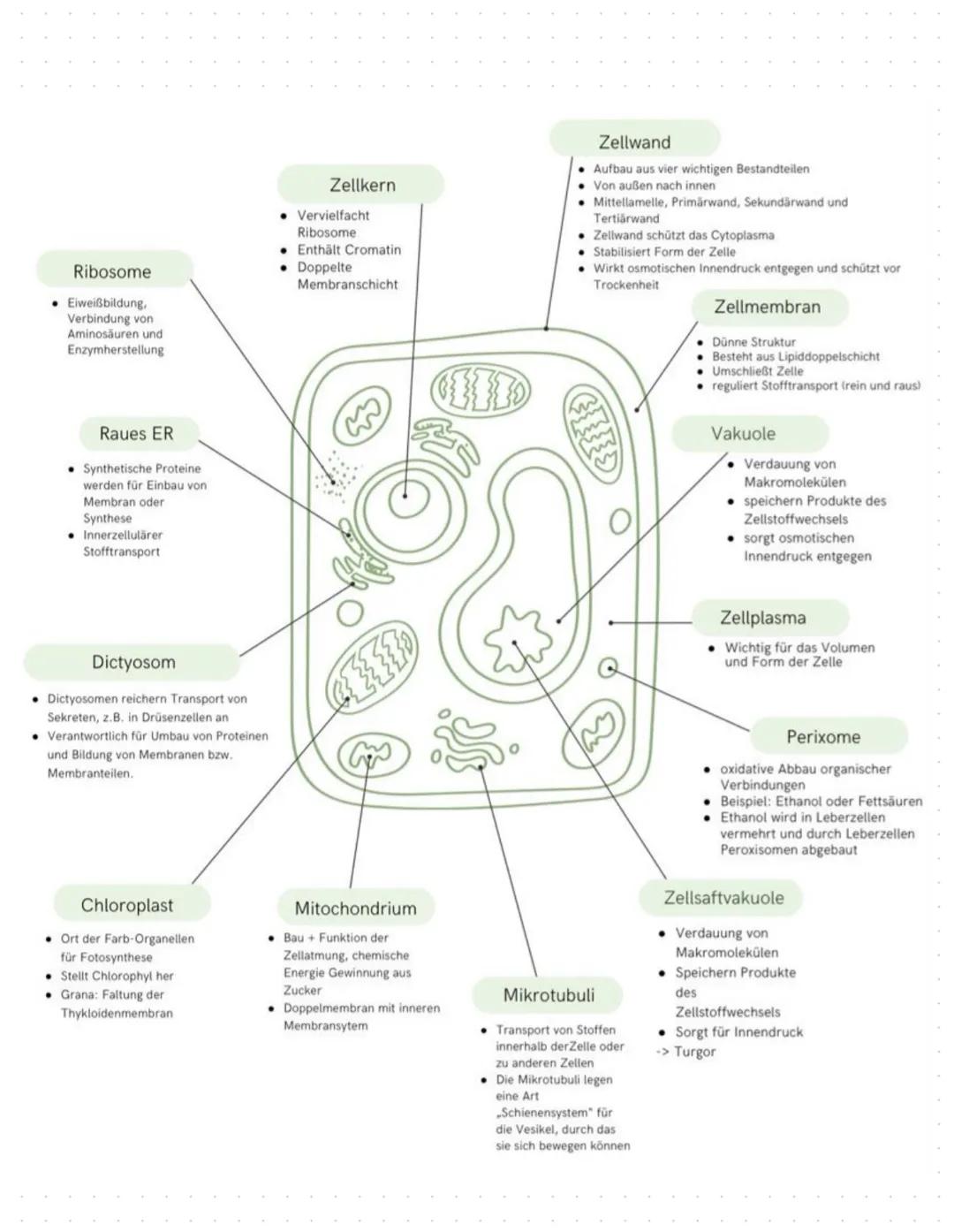 Zellwand:
•
Pflanzliche Fello
Gehört zu den Eukaryoten (besitzt einen Zellkern)
Dicke Hülle, welche Pflanzenzellen vollständig umgibt
Inhalt