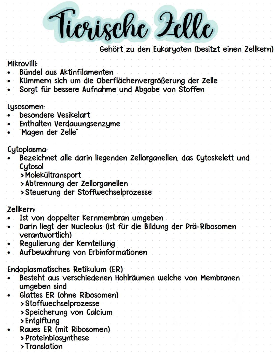 Zellwand:
•
Pflanzliche Fello
Gehört zu den Eukaryoten (besitzt einen Zellkern)
Dicke Hülle, welche Pflanzenzellen vollständig umgibt
Inhalt