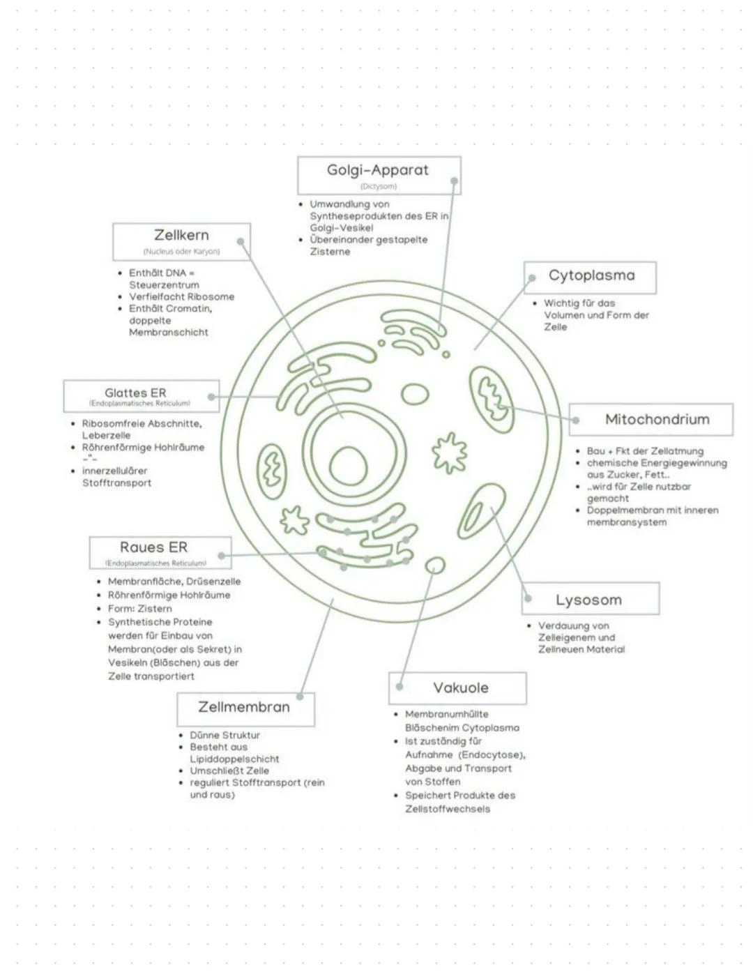 Zellwand:
•
Pflanzliche Fello
Gehört zu den Eukaryoten (besitzt einen Zellkern)
Dicke Hülle, welche Pflanzenzellen vollständig umgibt
Inhalt