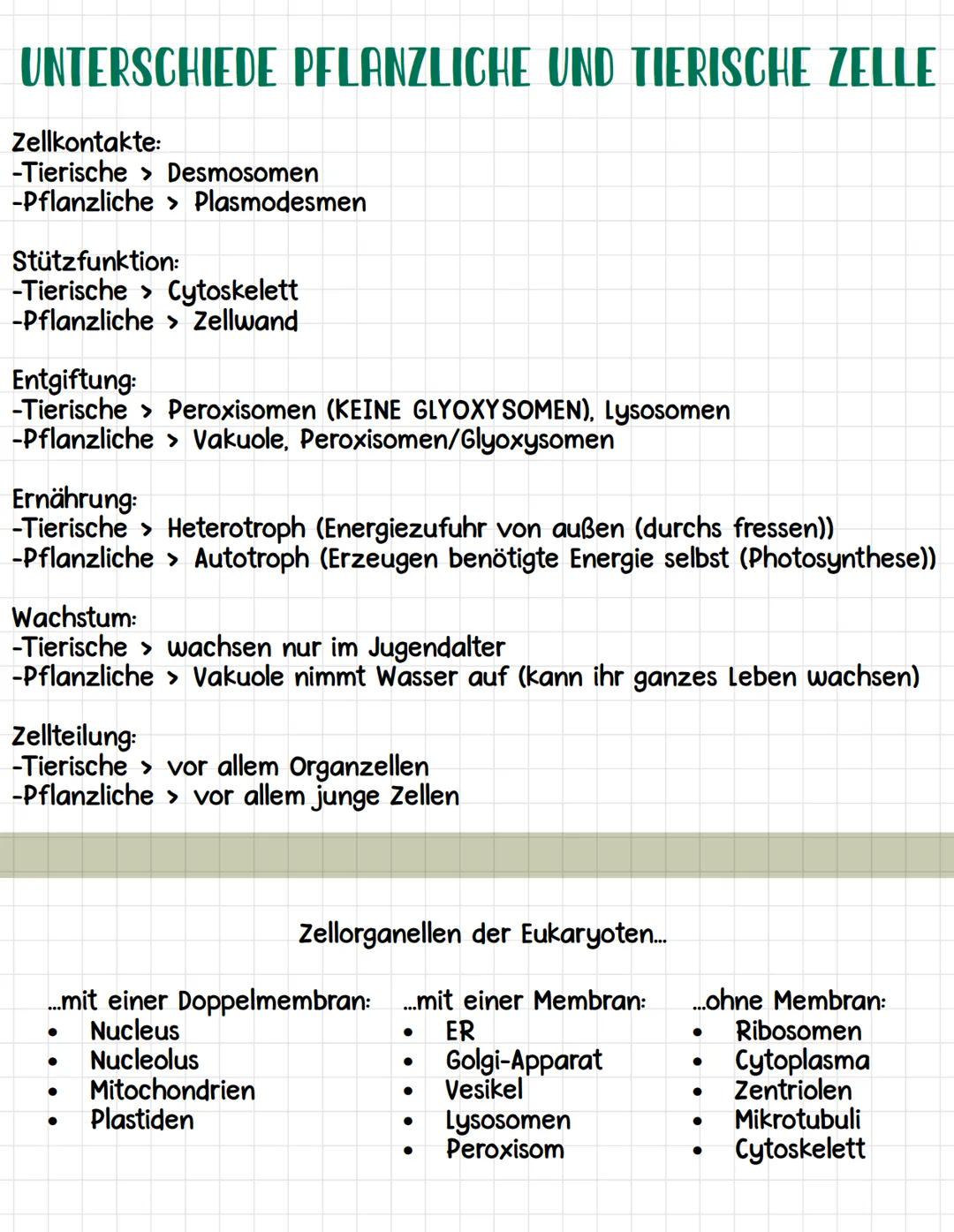 Zellwand:
•
Pflanzliche Fello
Gehört zu den Eukaryoten (besitzt einen Zellkern)
Dicke Hülle, welche Pflanzenzellen vollständig umgibt
Inhalt