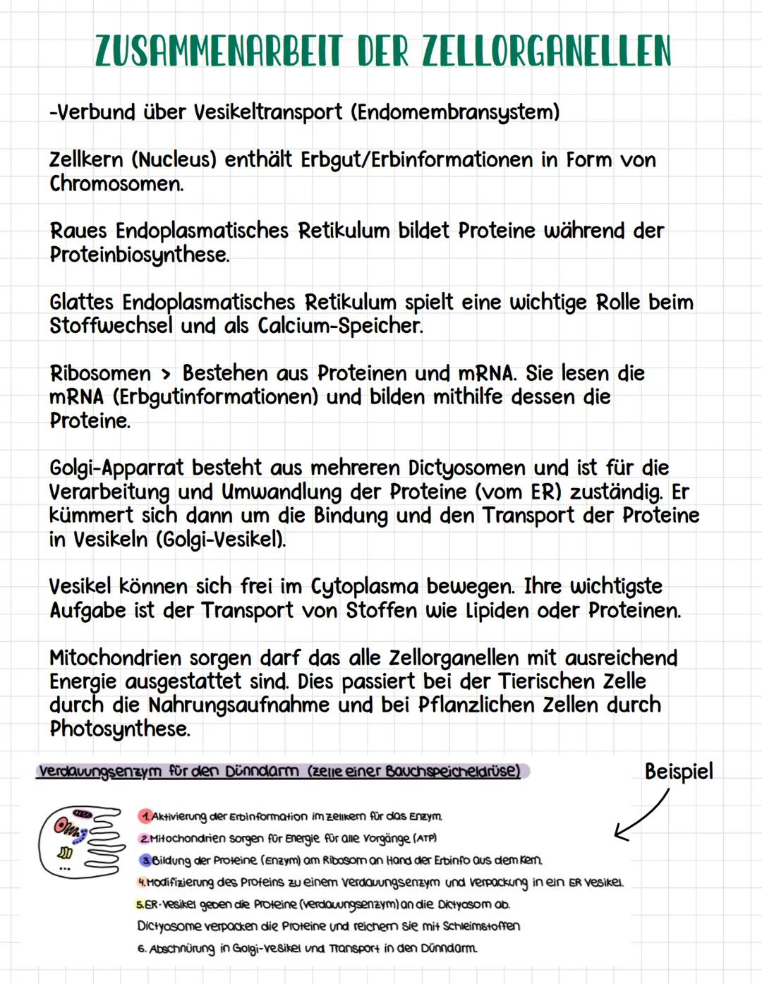 Zellwand:
•
Pflanzliche Fello
Gehört zu den Eukaryoten (besitzt einen Zellkern)
Dicke Hülle, welche Pflanzenzellen vollständig umgibt
Inhalt