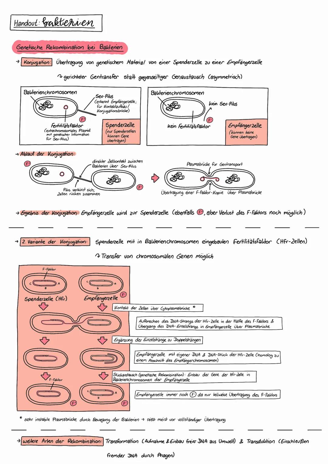 # Handout: bakterien
Definition der Bakterien
Bakterien sind eizellige Mikroorganisimen, die sich selbst versorgen und ein eigenes Erbgut